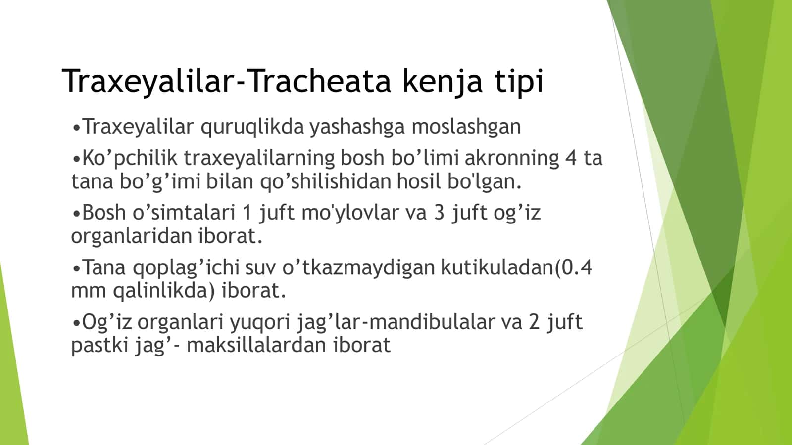 Traxeyalilar kenja tipi 3