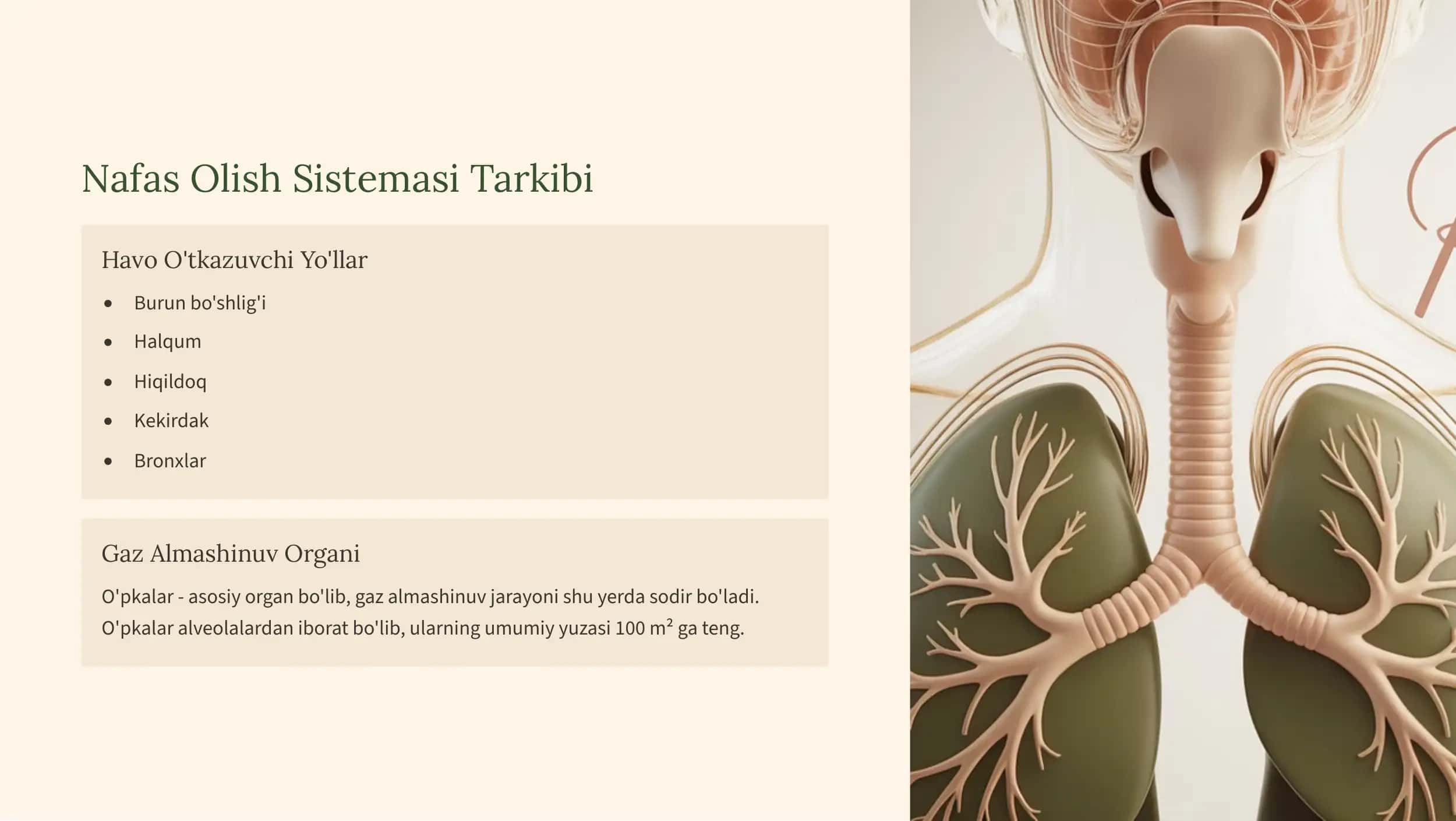 Nafas Olish Organlarining Tuzilishi va Ishlashi 3