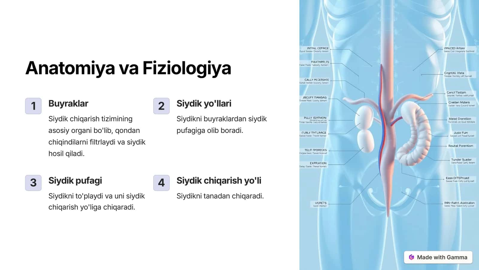 Urologik tug'ma nuqsonlari 3