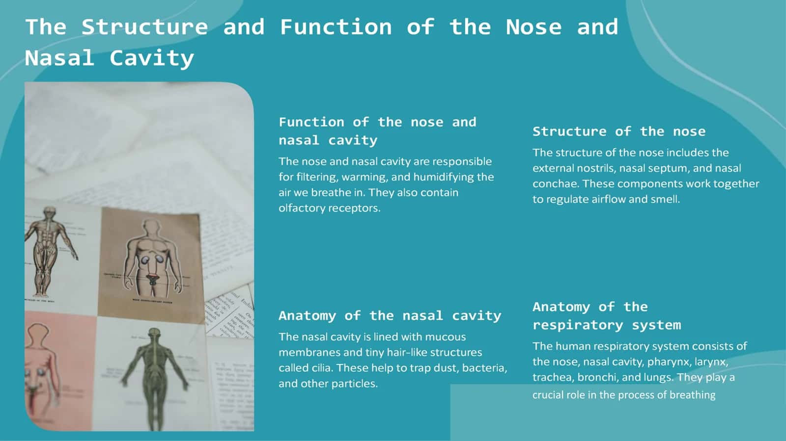 Anatomy of human respiratory system 3