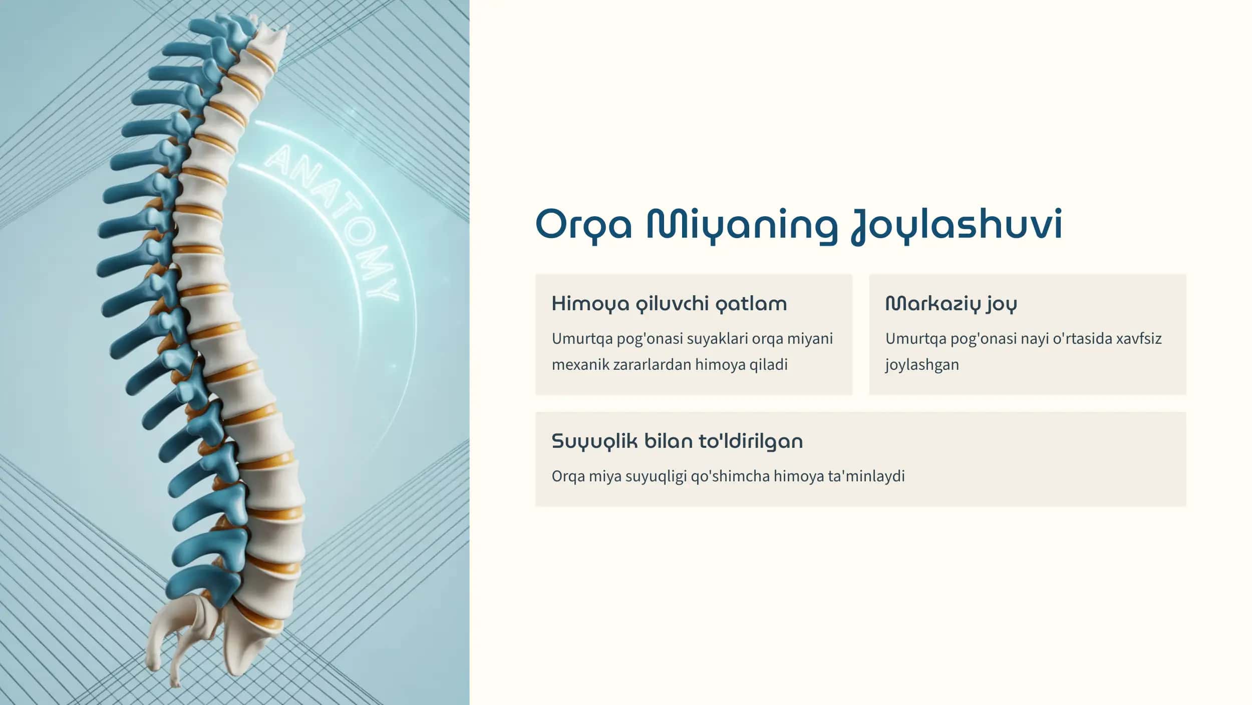 Orqa Miyaning Tuzilishi va Funksiyasi 3