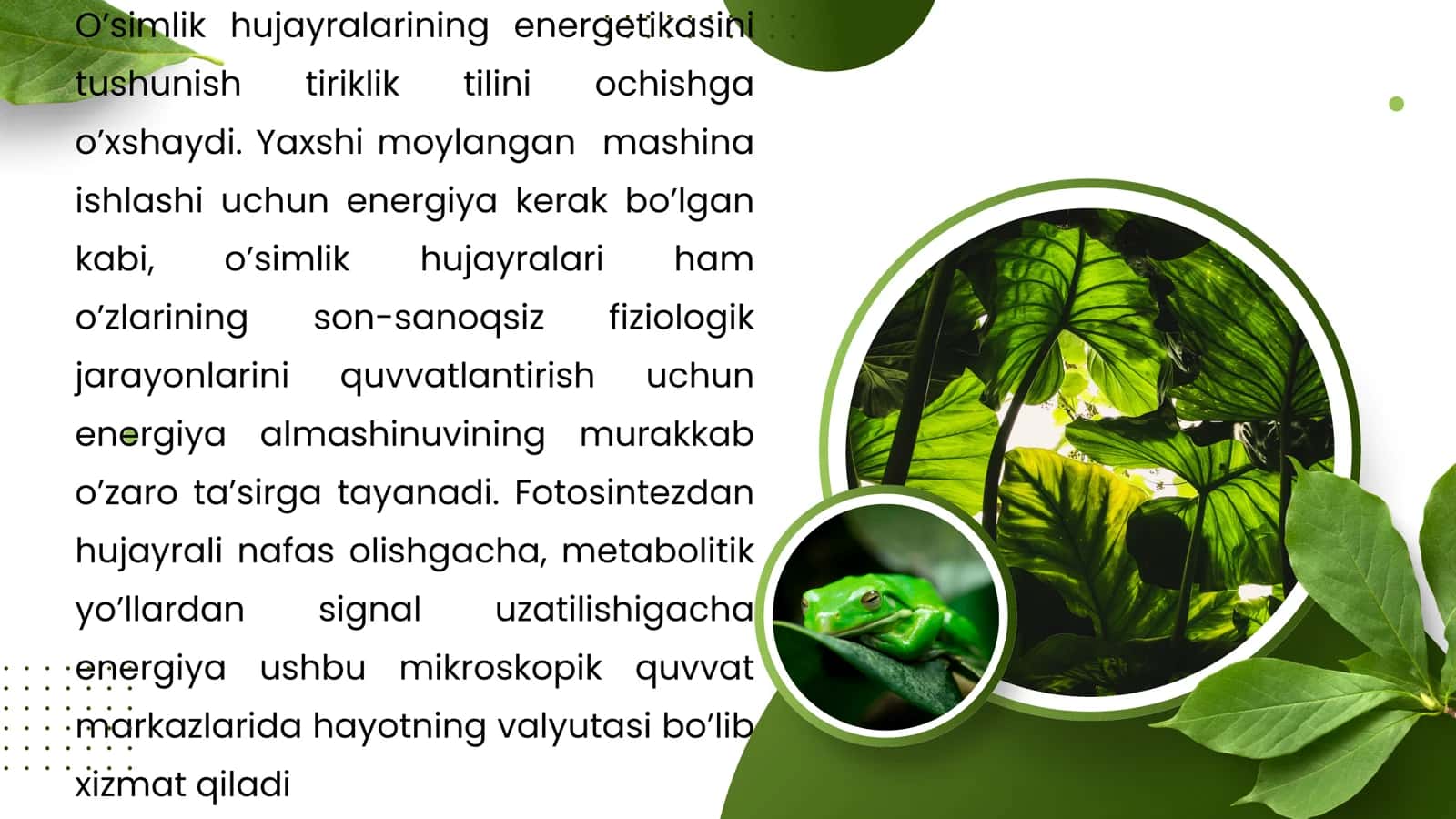 O‘simliklar hujayra energetikasi 3