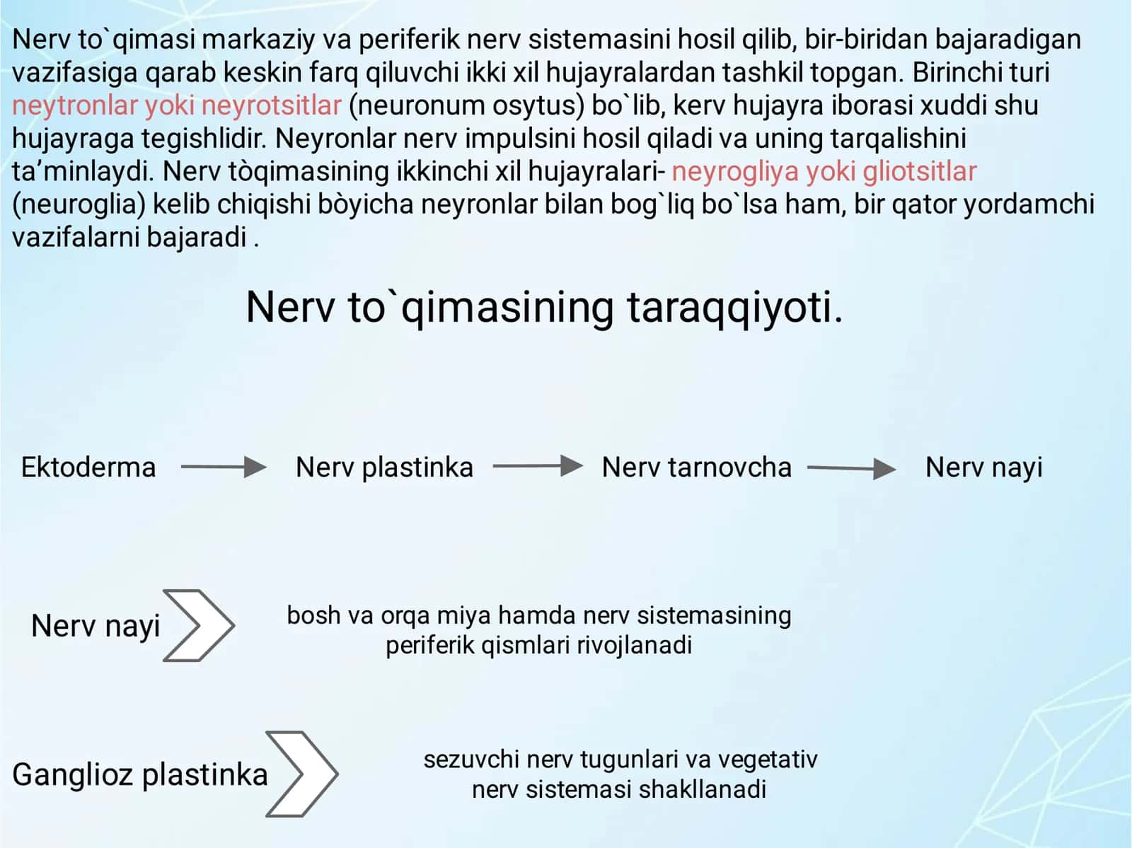 Nerv toʻqimasi 3
