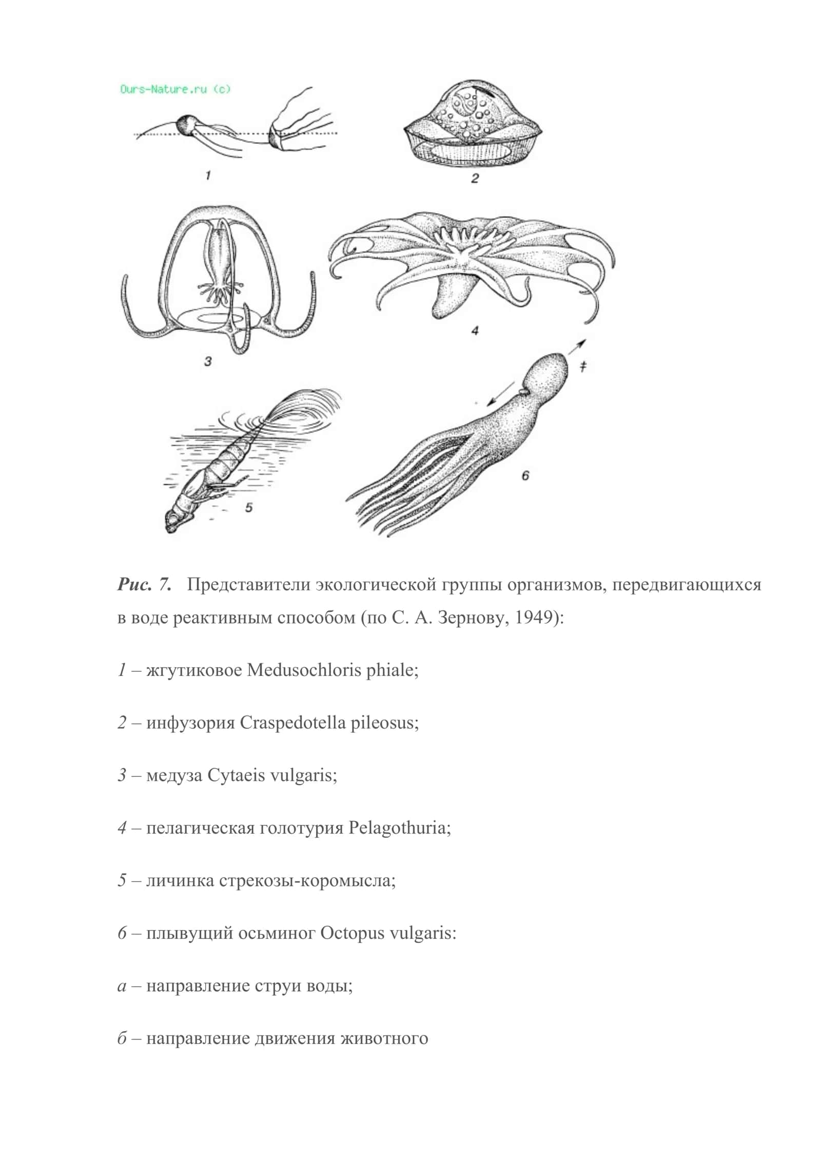 Принципы экологической классификации организмов 3