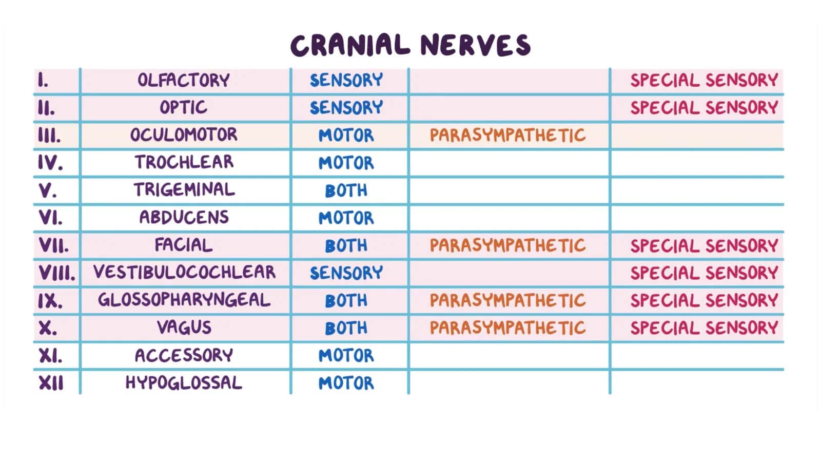 Neuroanatomy 3