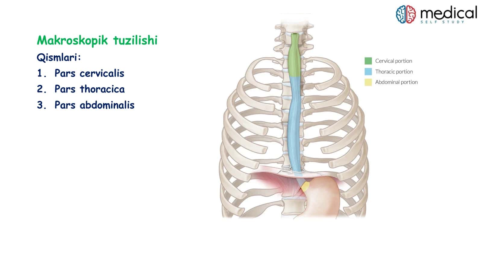 Qizilo’ngach - oesophagus 3
