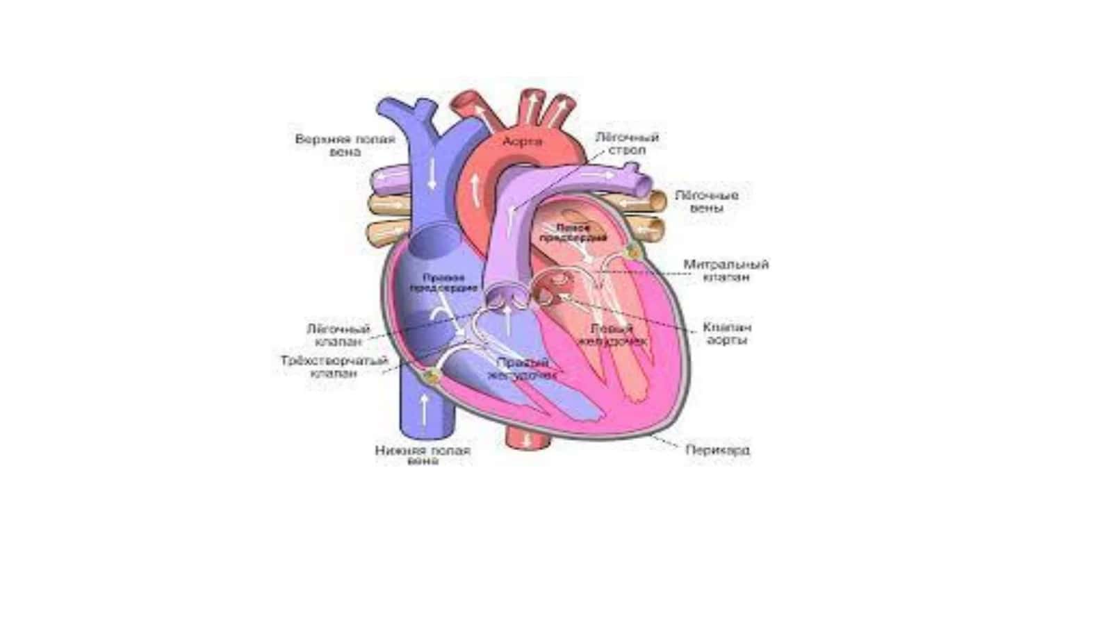 Fiziologiya 3