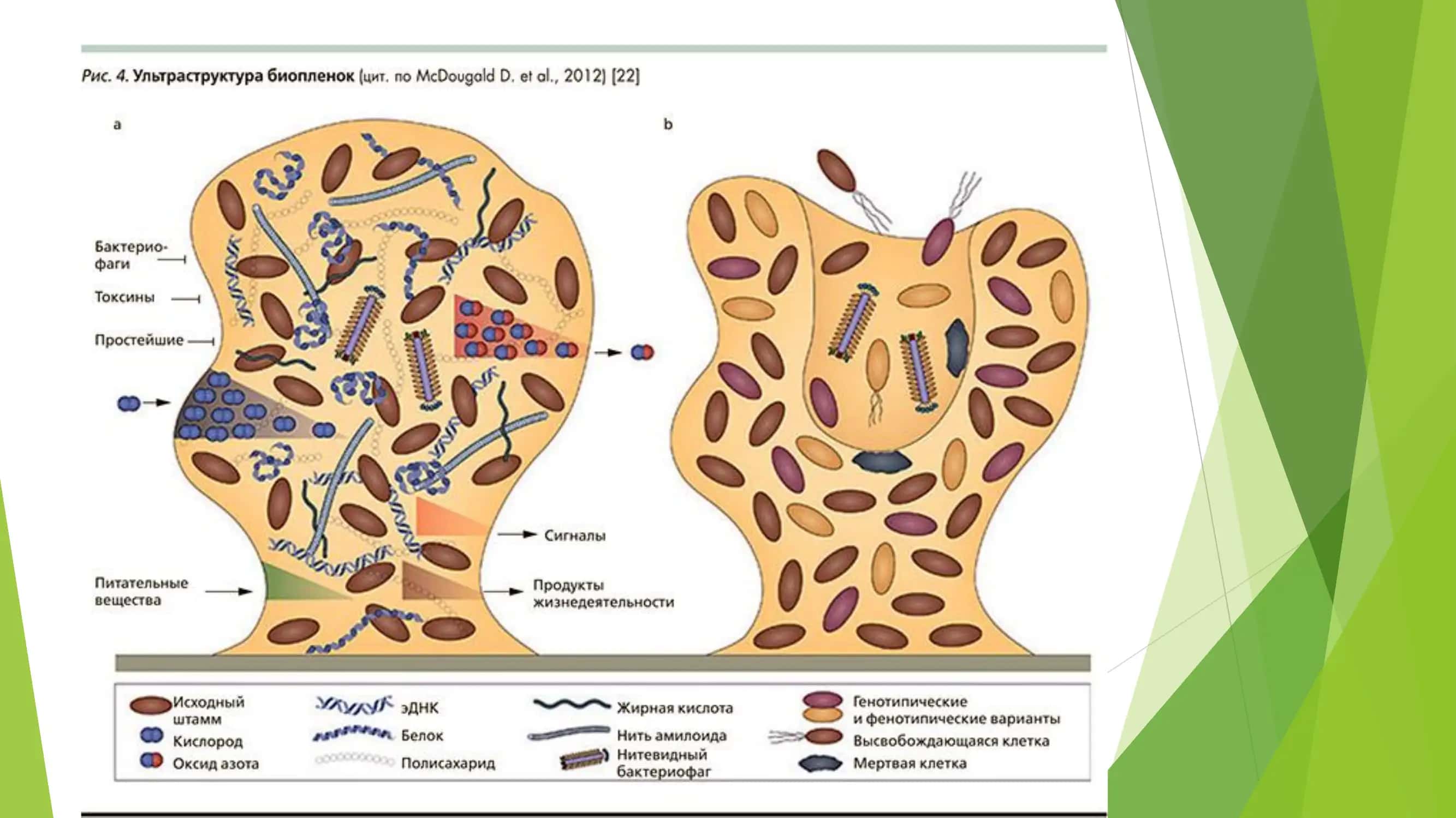 Bioplyonka 3
