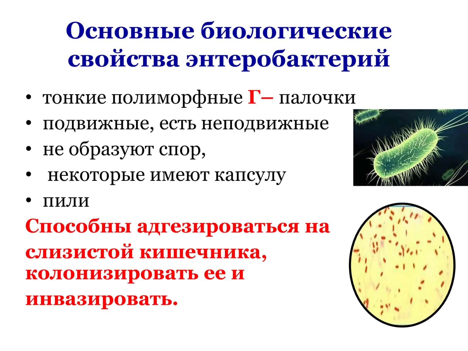 Возбудители кишечных инфекций 3