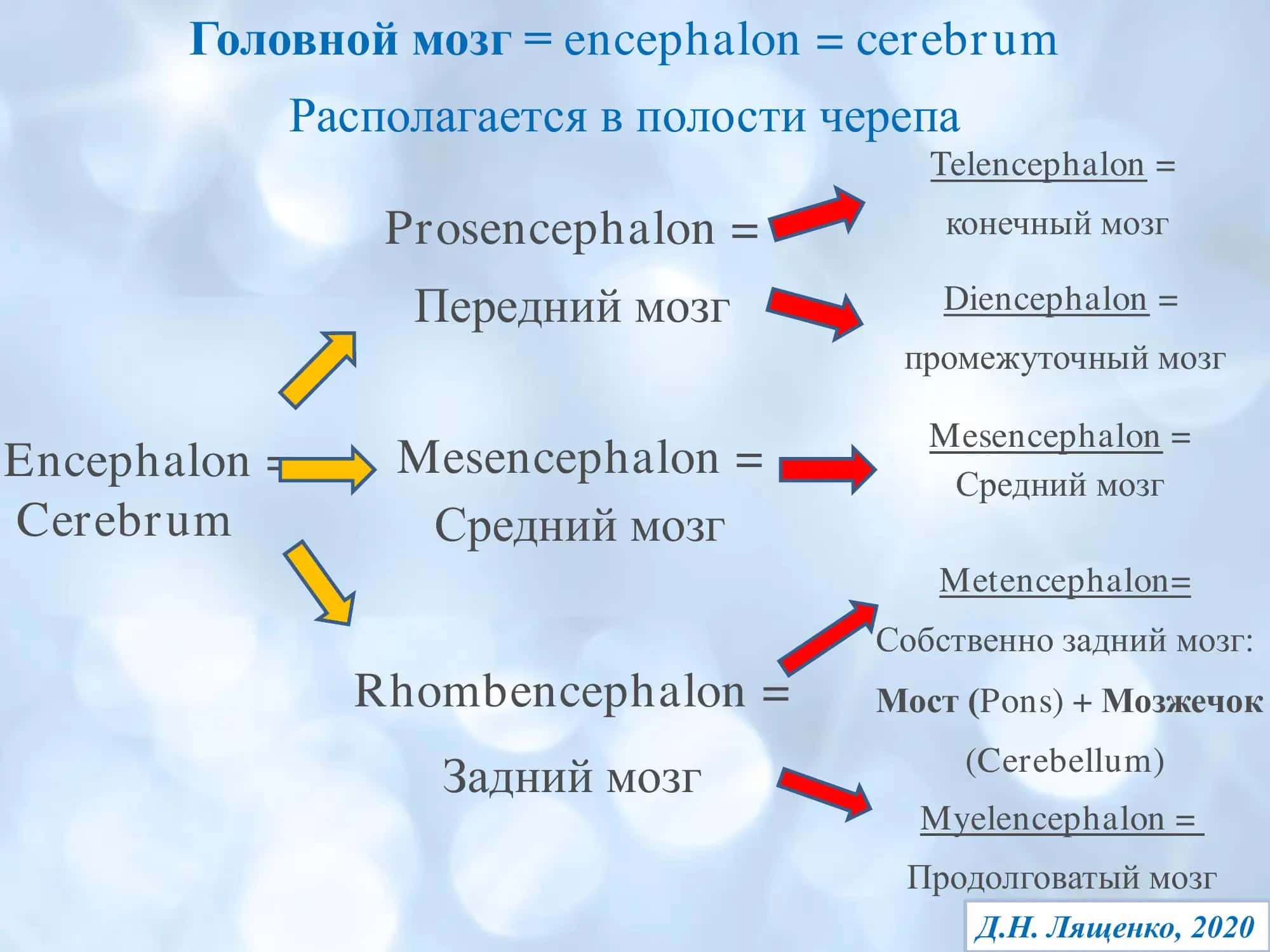 Неврология. Мозговые пути. 3