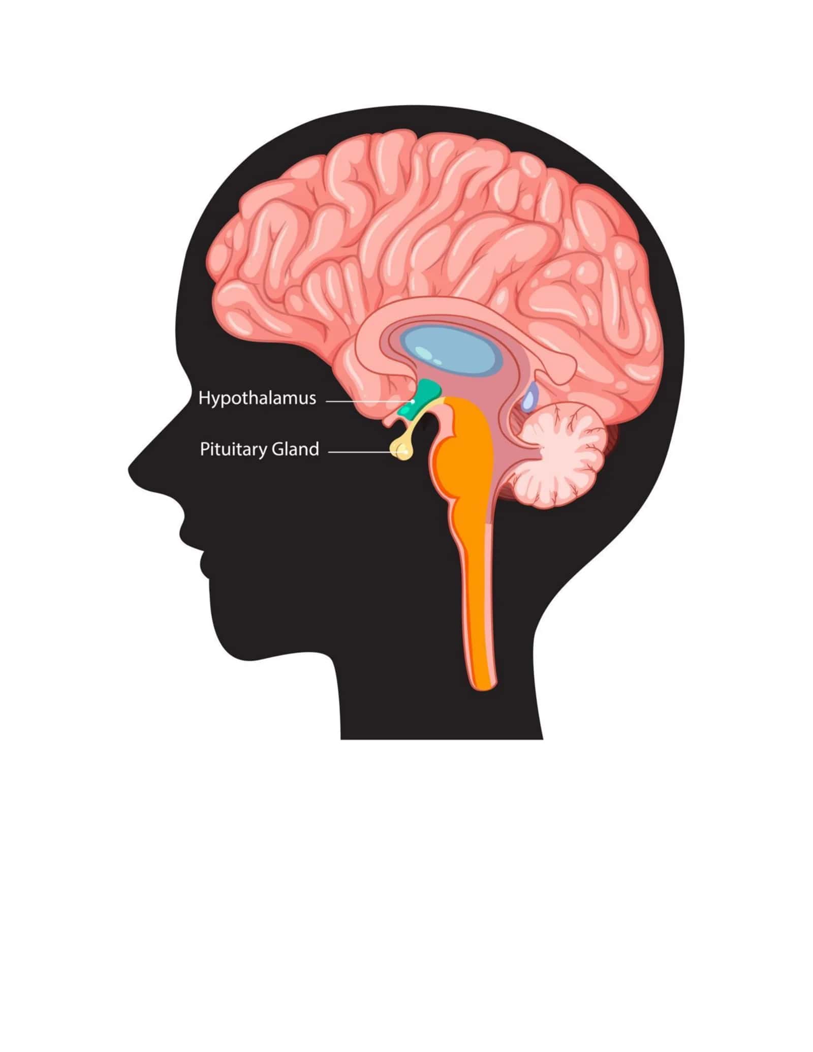 Gipofiz bezi (Hypophysis cerebri) 3