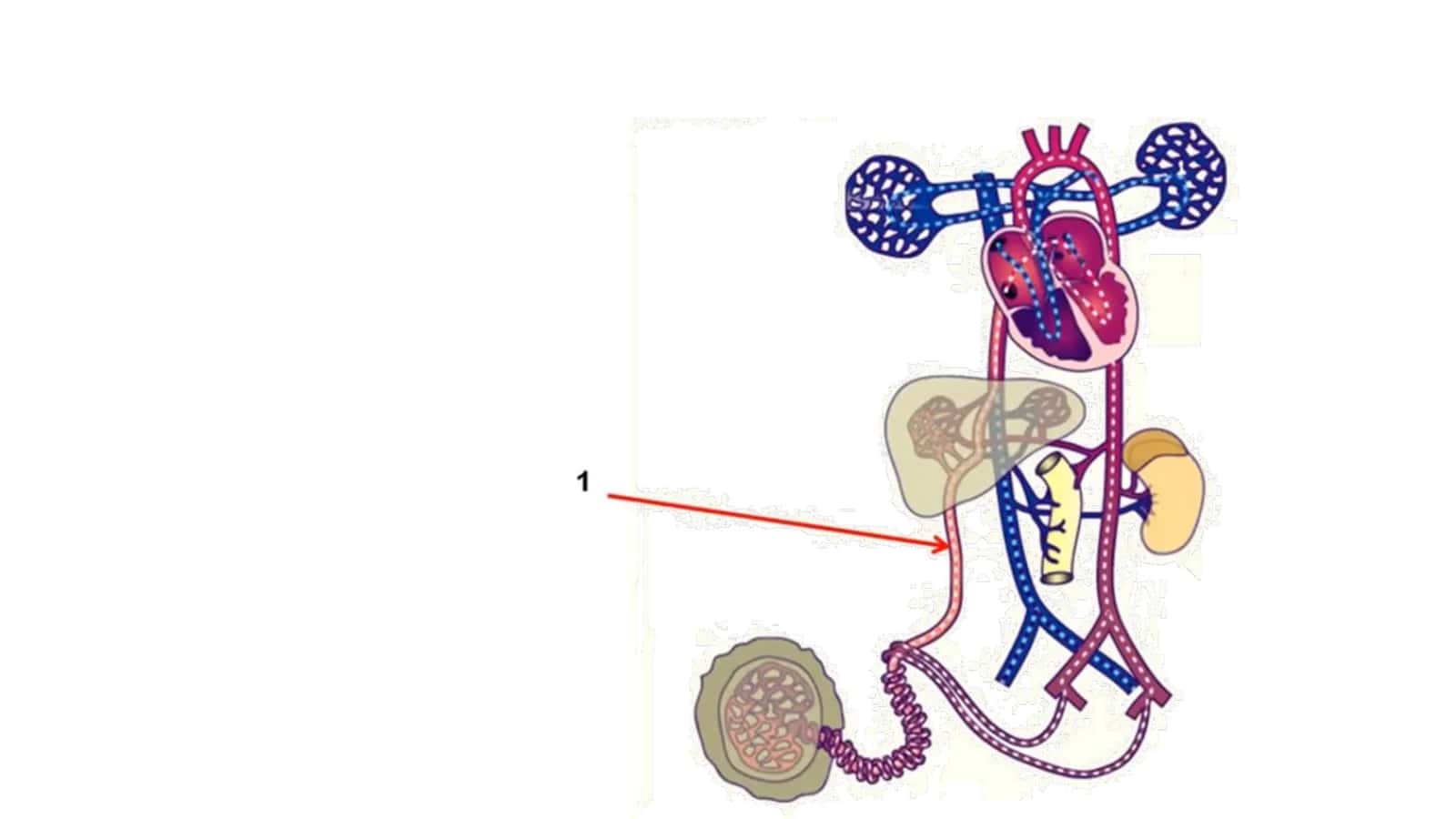 Angiologiya Final 3