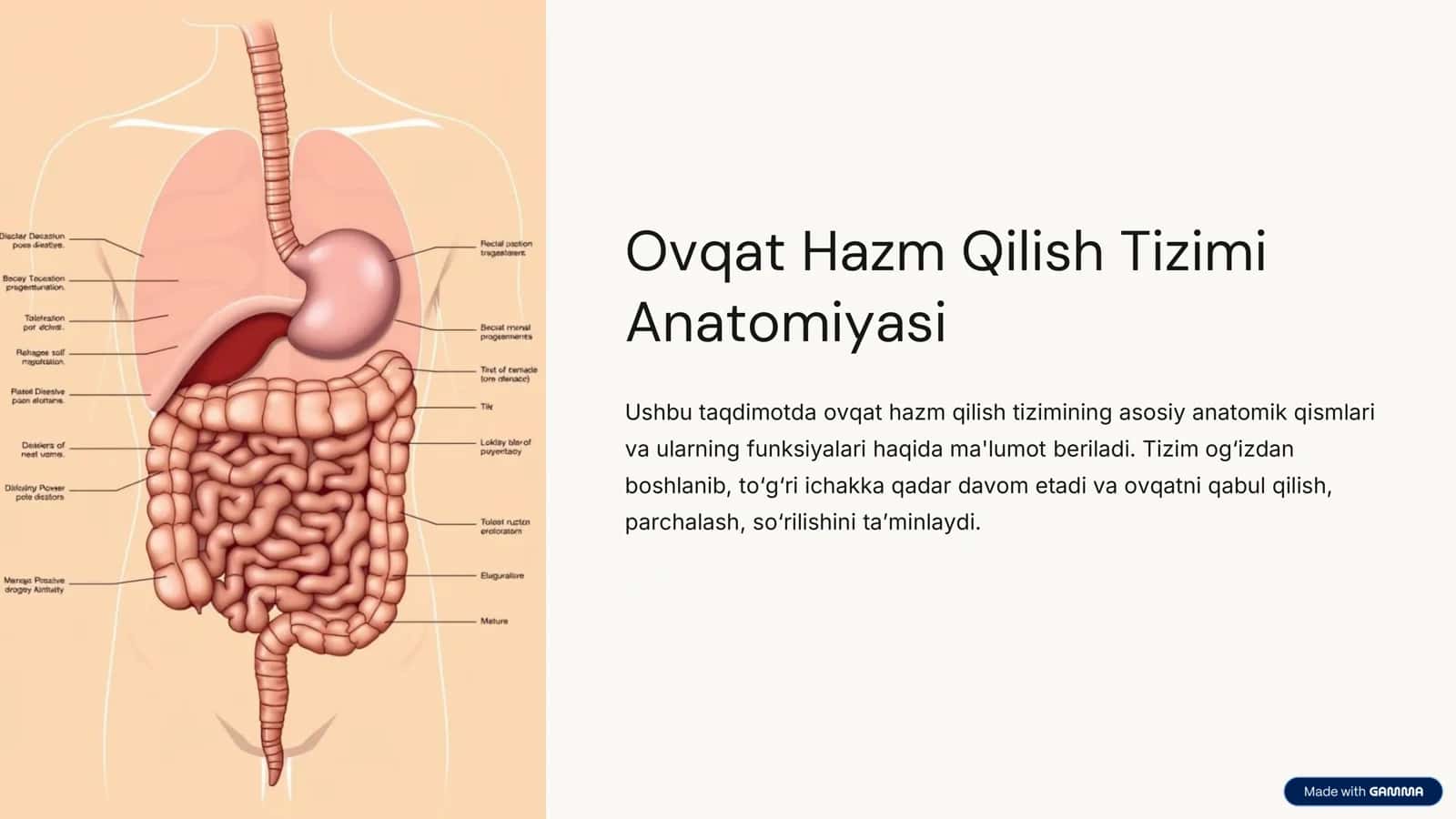 Ovqat Hazm Qilish Tizimi 3
