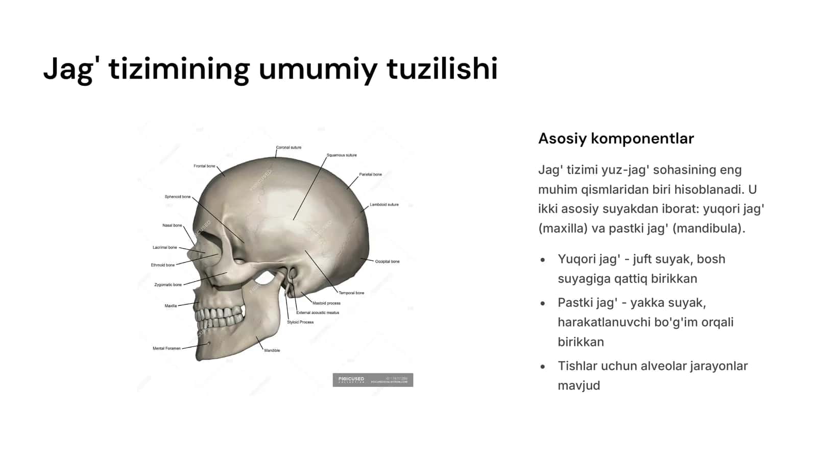 Yuqori va pastki jag‘ning anatomik tuzilishi. 3