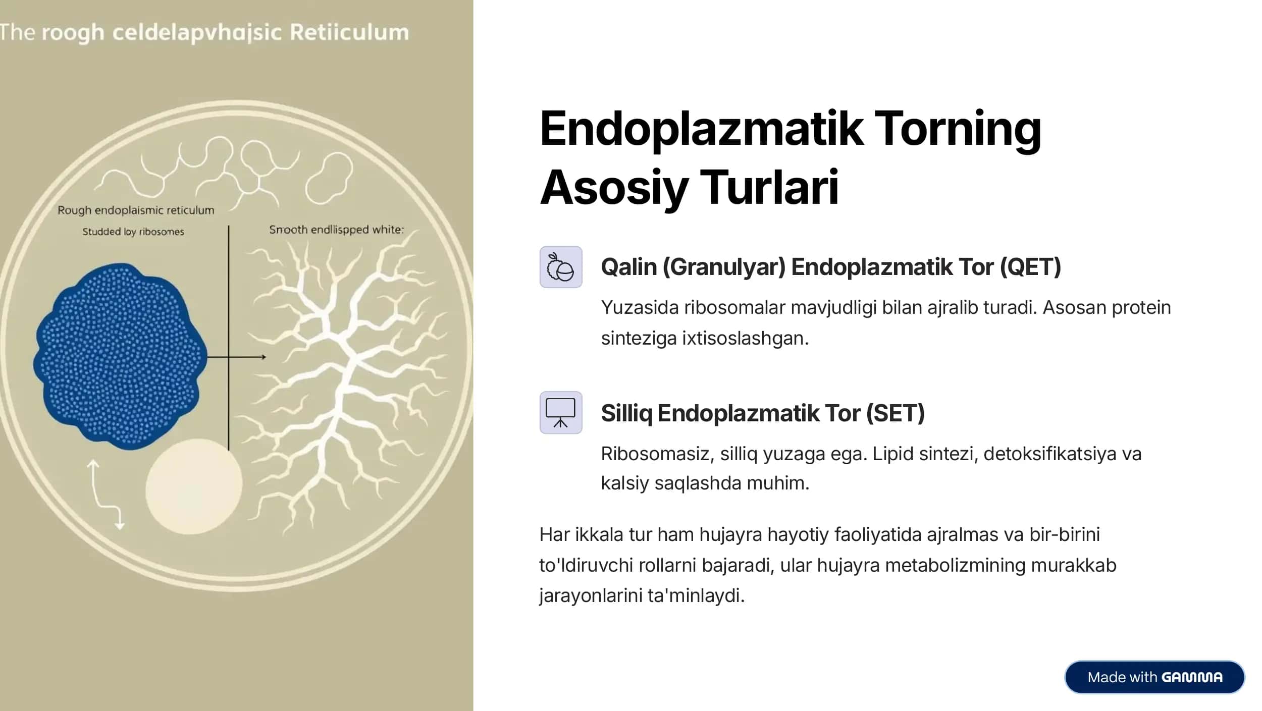 Endoplazmatik Tor (ET) 3