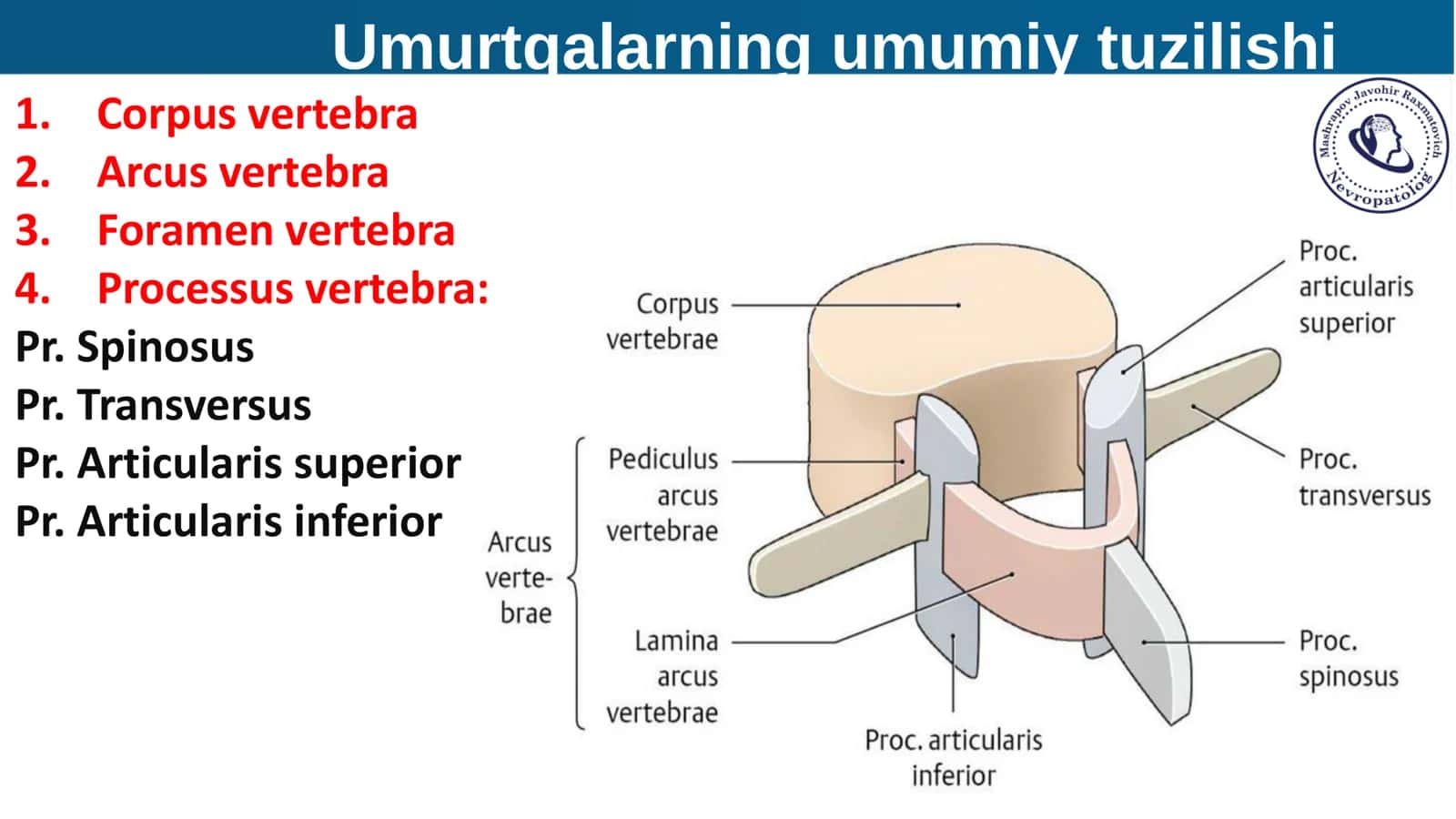 Umurtqa Pogonasining tuzulish-Qollanma 3