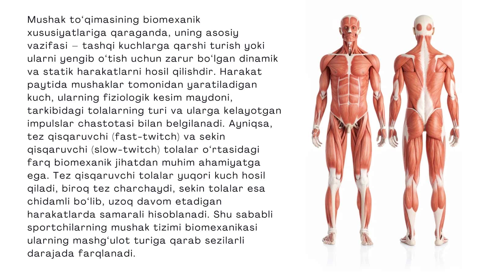 Mushaklar ishining biomexanikasi 3