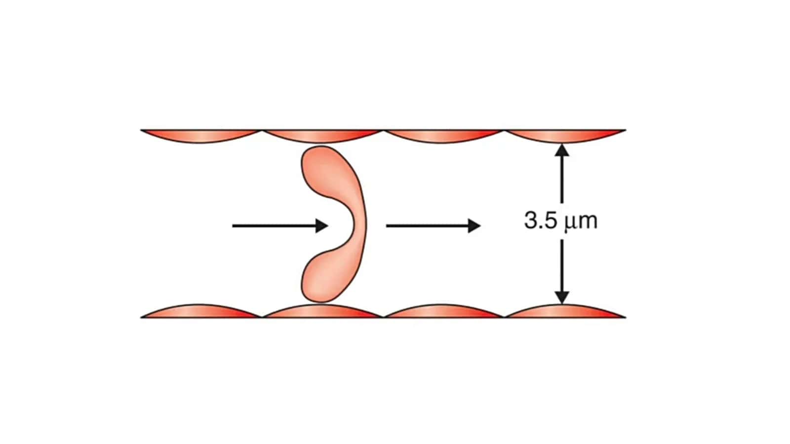 Eritrotsitlar fiziologiyasi 3