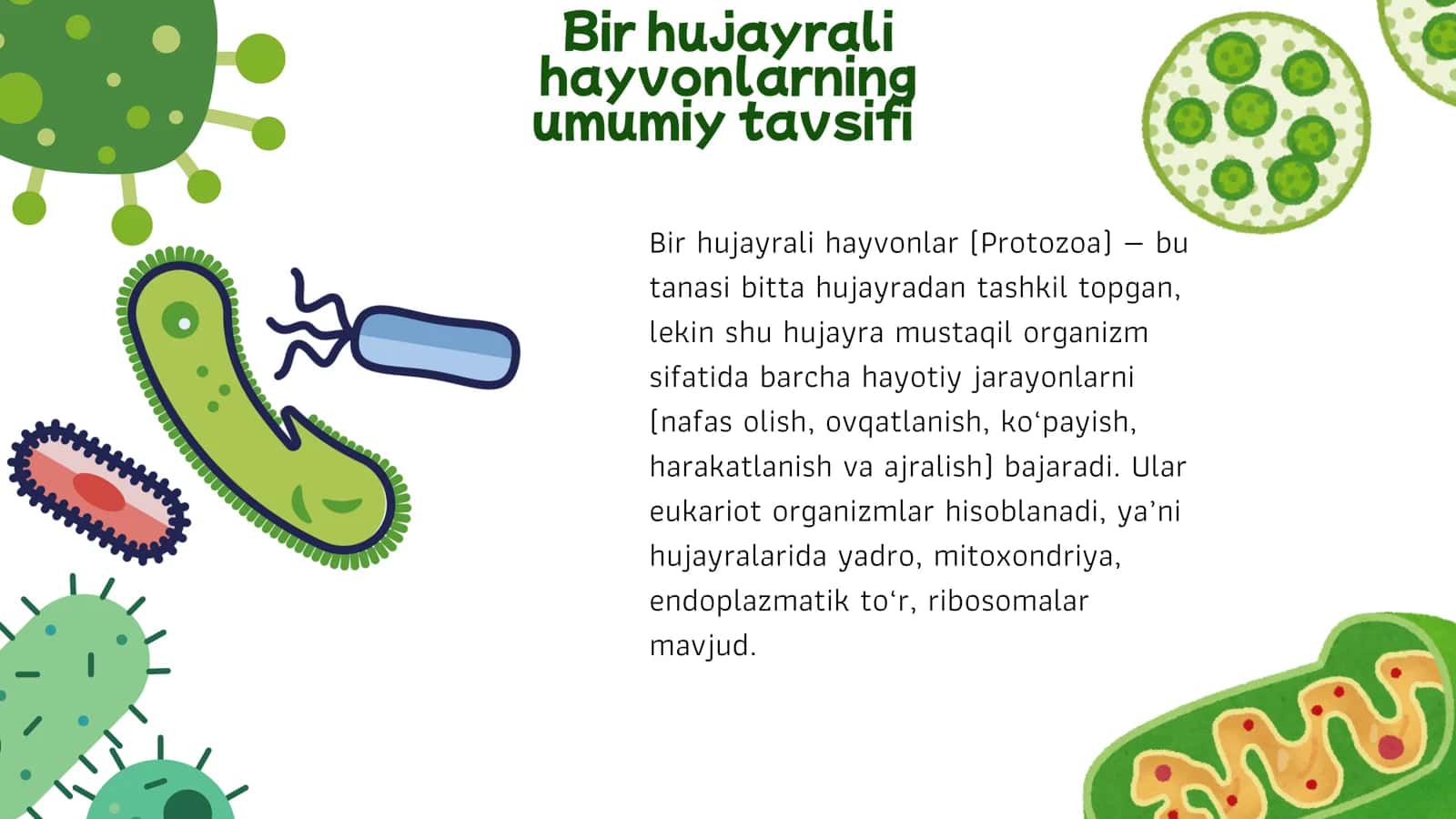 Bir hujayrali eukariot hayvonlarning umumiy harakteriskasi 3