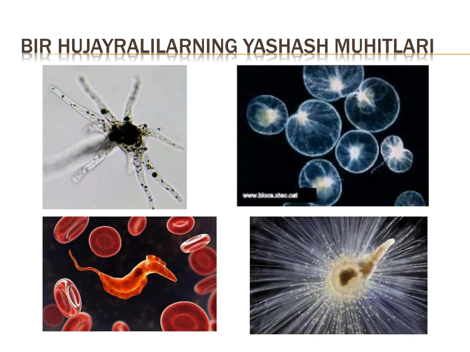 Bir hujayralilar kenja olami 3
