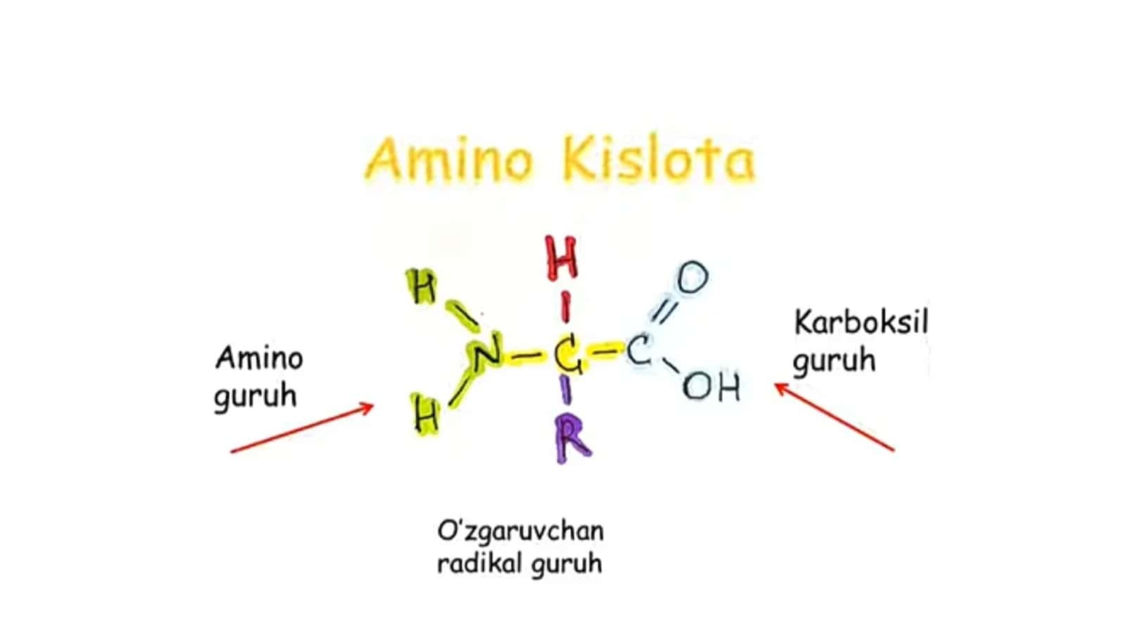 Amino kislota va oqsillar 3