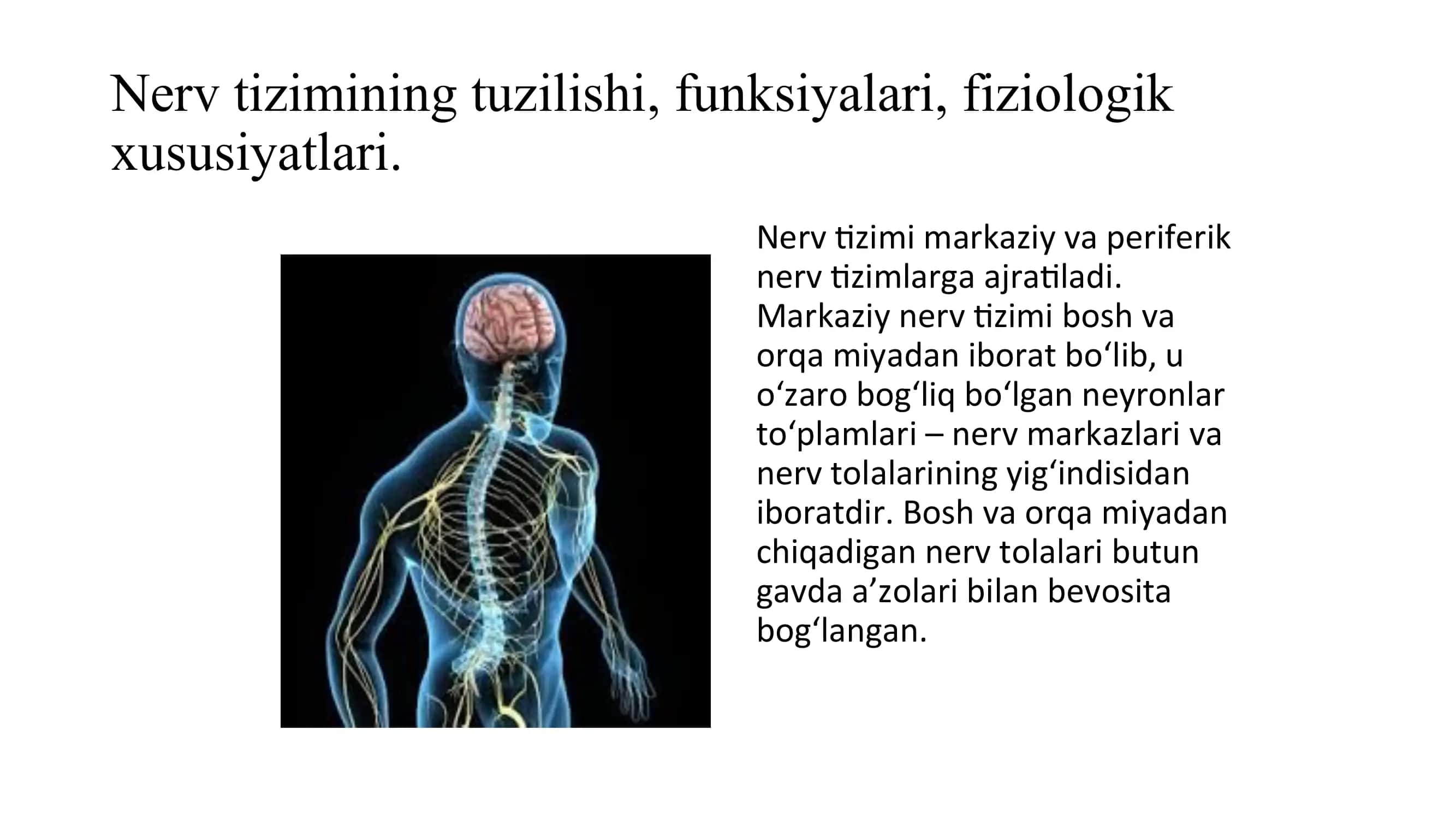 Nerv tizimining tuzilishi va yosh xususiyatlari 3