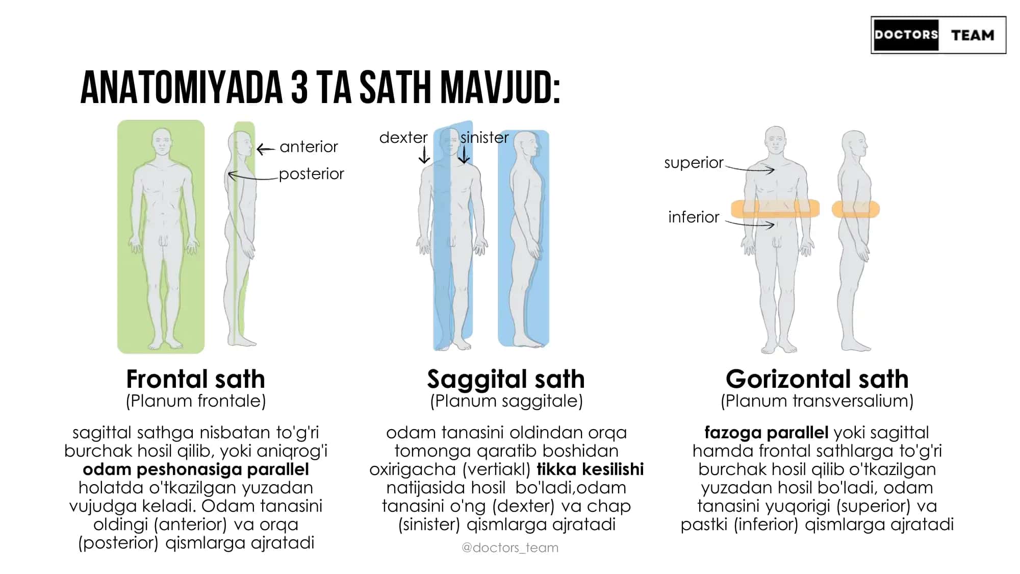 Anatomiyada 3 ta sath mavjud 3