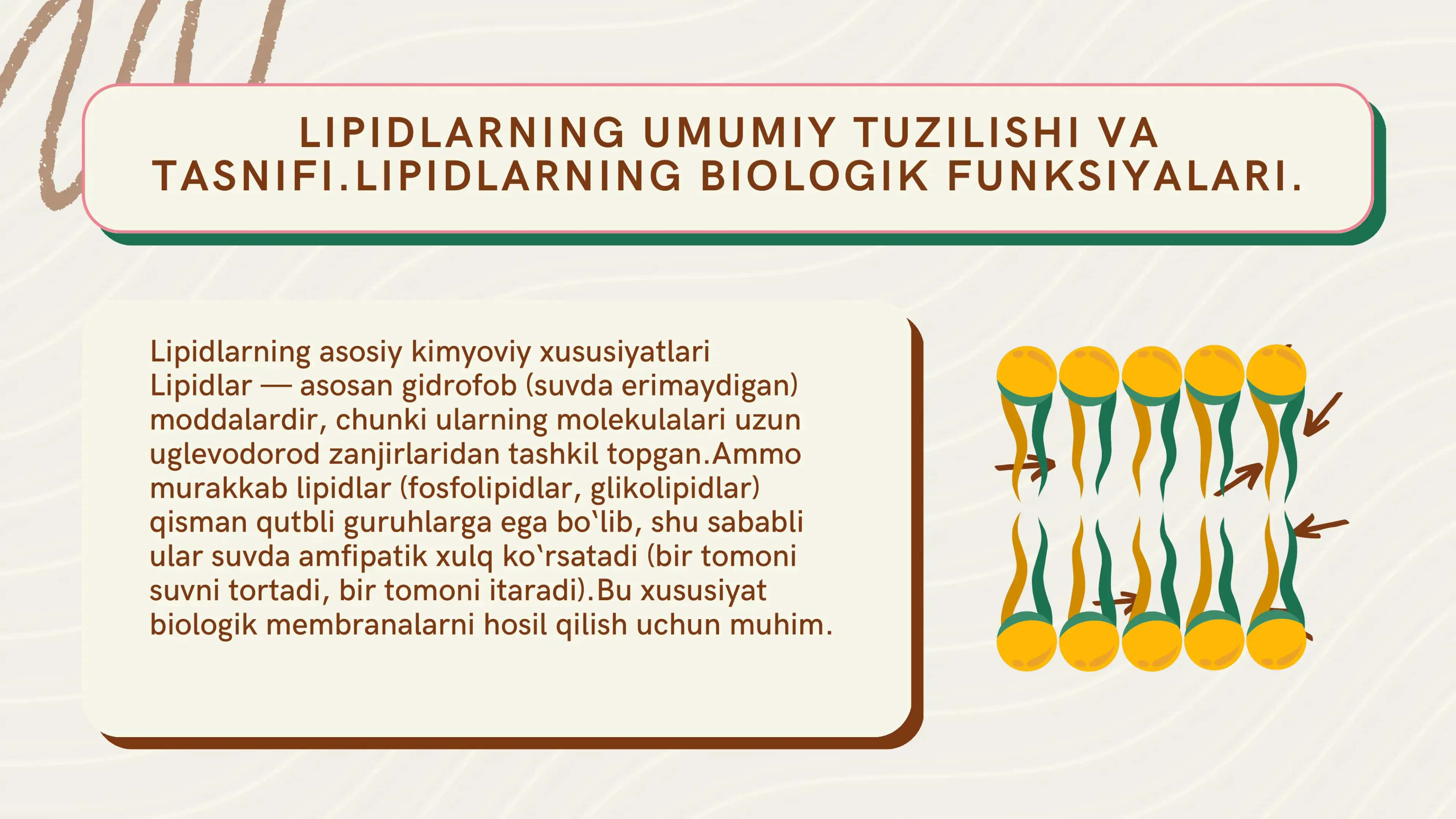 Lipidlarning umumiy tuzilishi va tasnifi 3