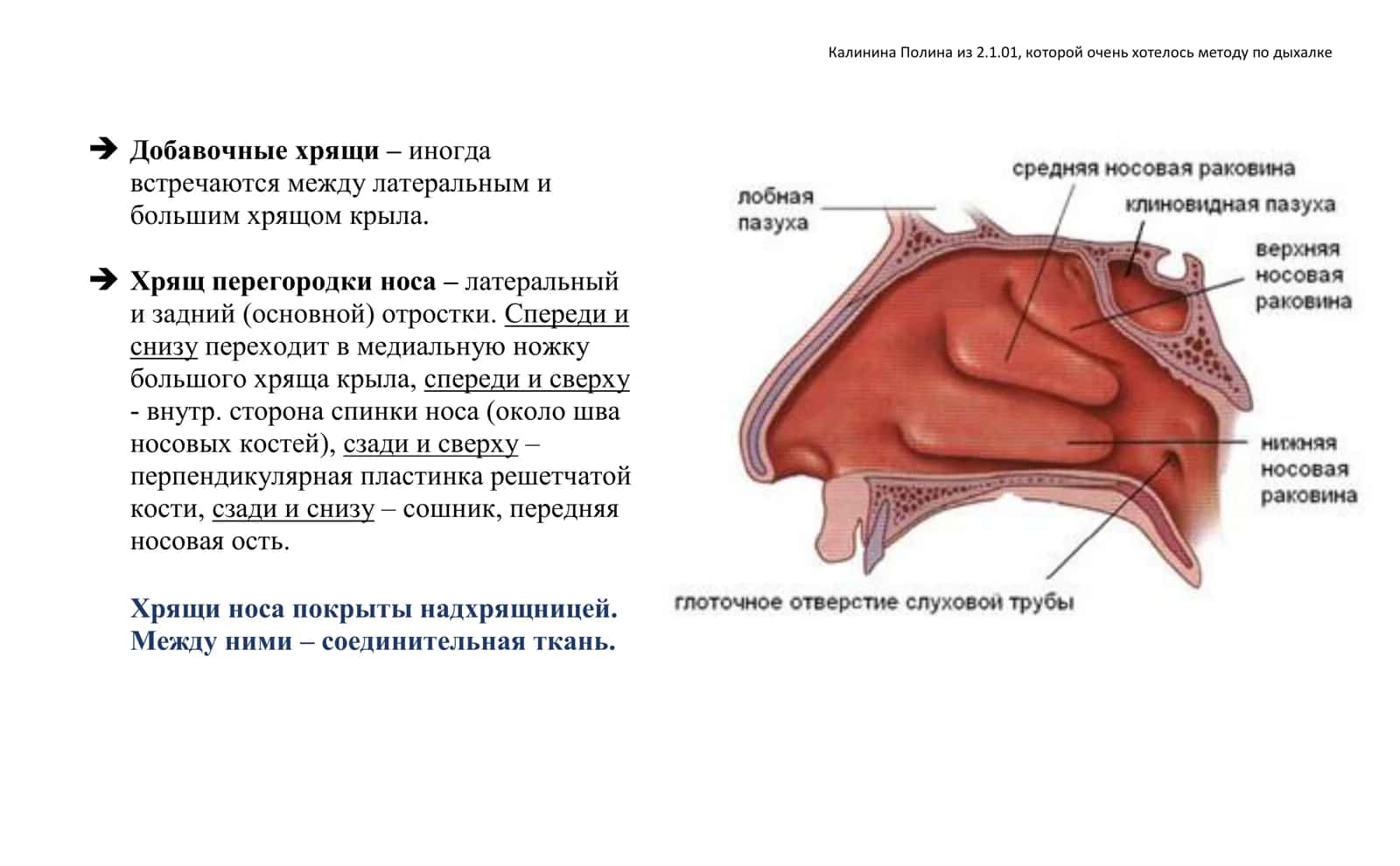 Дыхательная система (systema respiratorium) 3