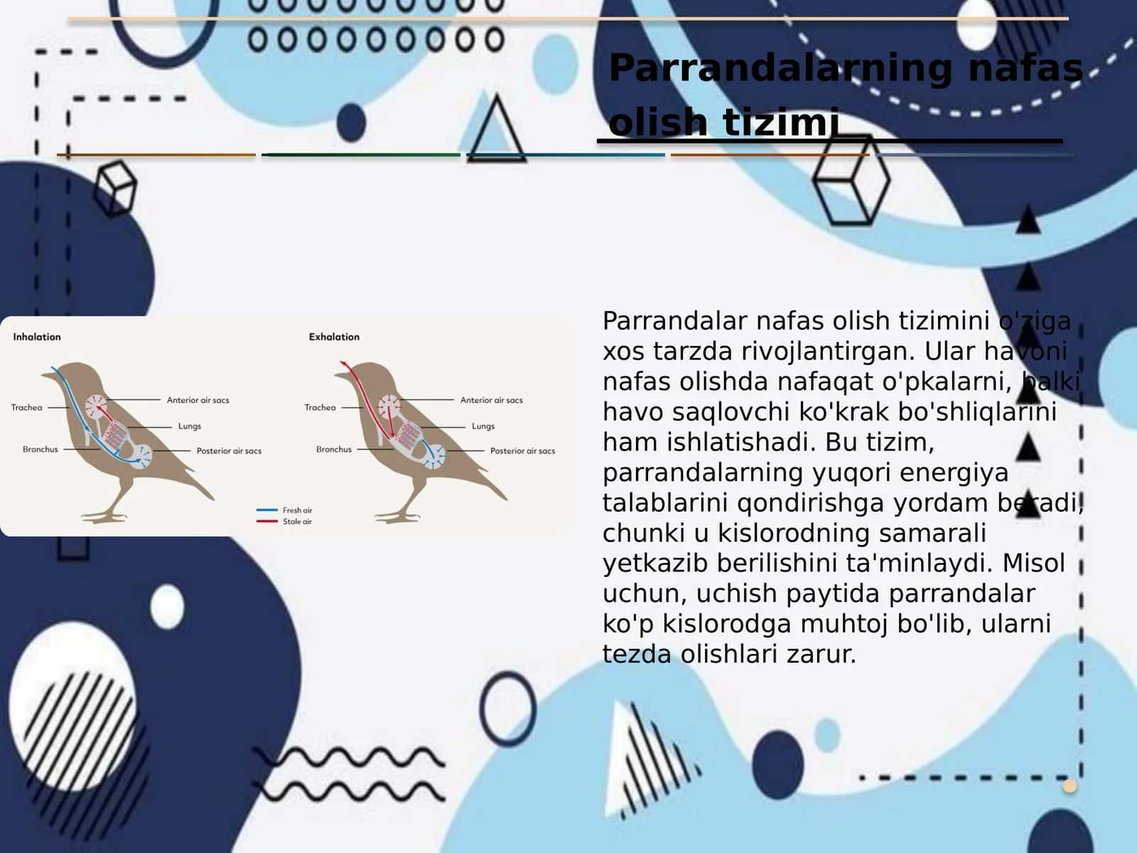 Parrandalar fiziologiyasi 3