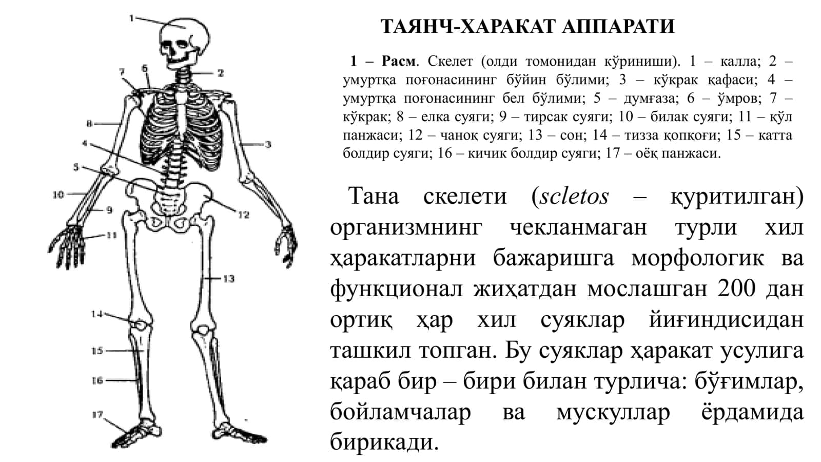 Остеология – скелет тузилиши 3