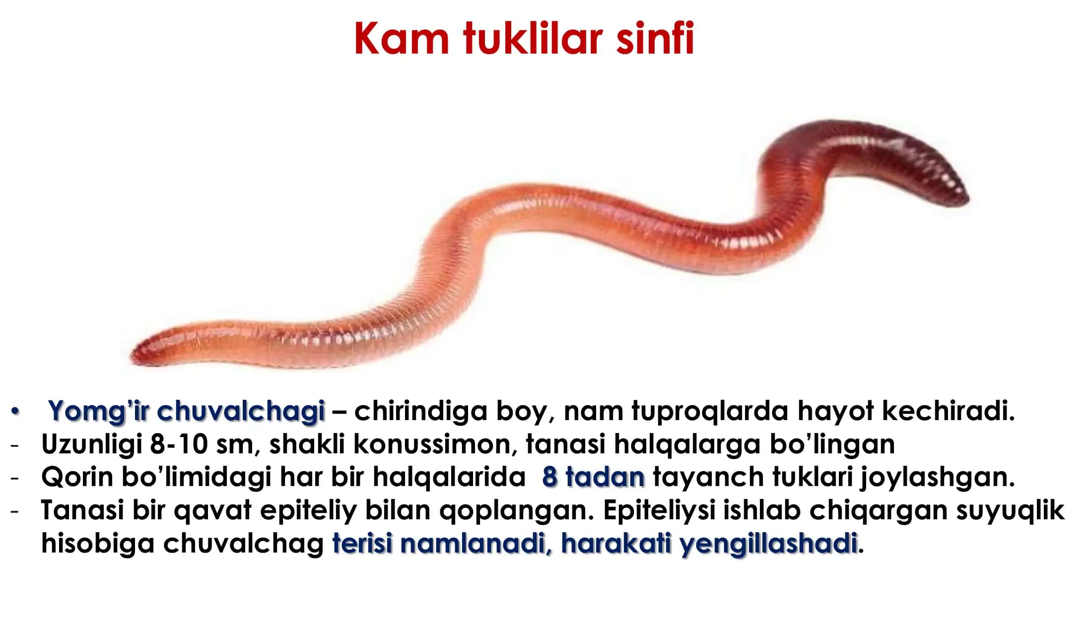 Halqali chuvalchanglar tipi 3