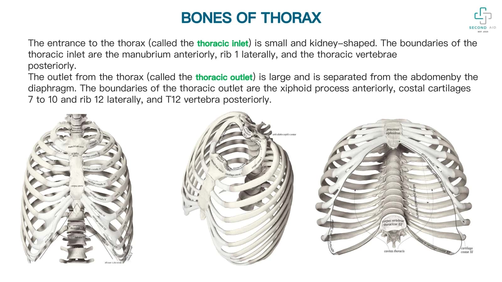 Breast Anatomy 3