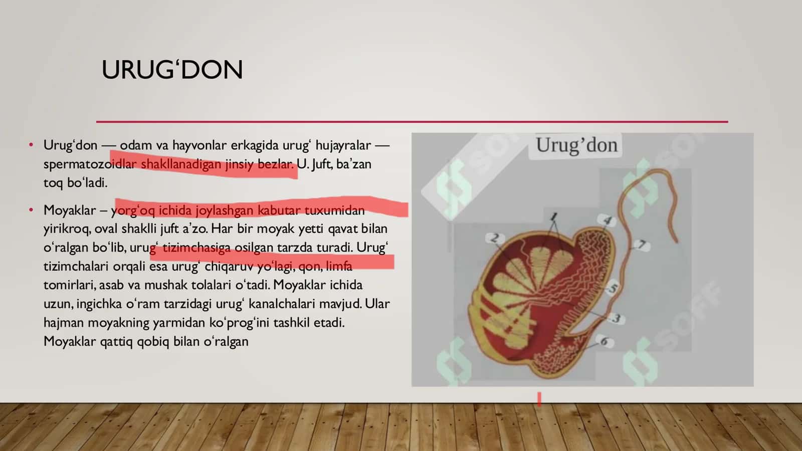 Erkaklar jinsiy sistemasi 3
