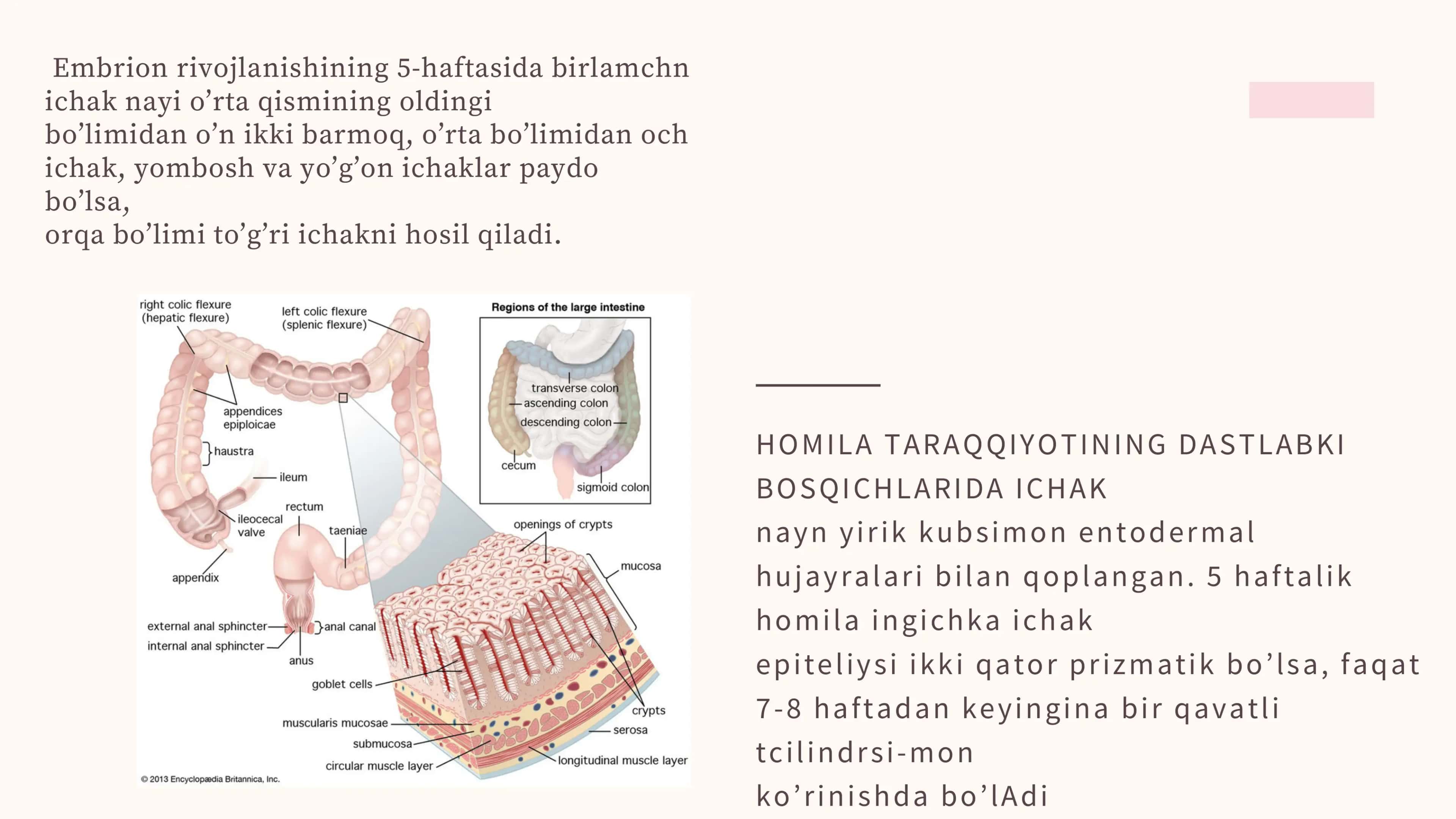 Reja: 1. INGICHKA ICHAK GISTOLOGIYASI 3
