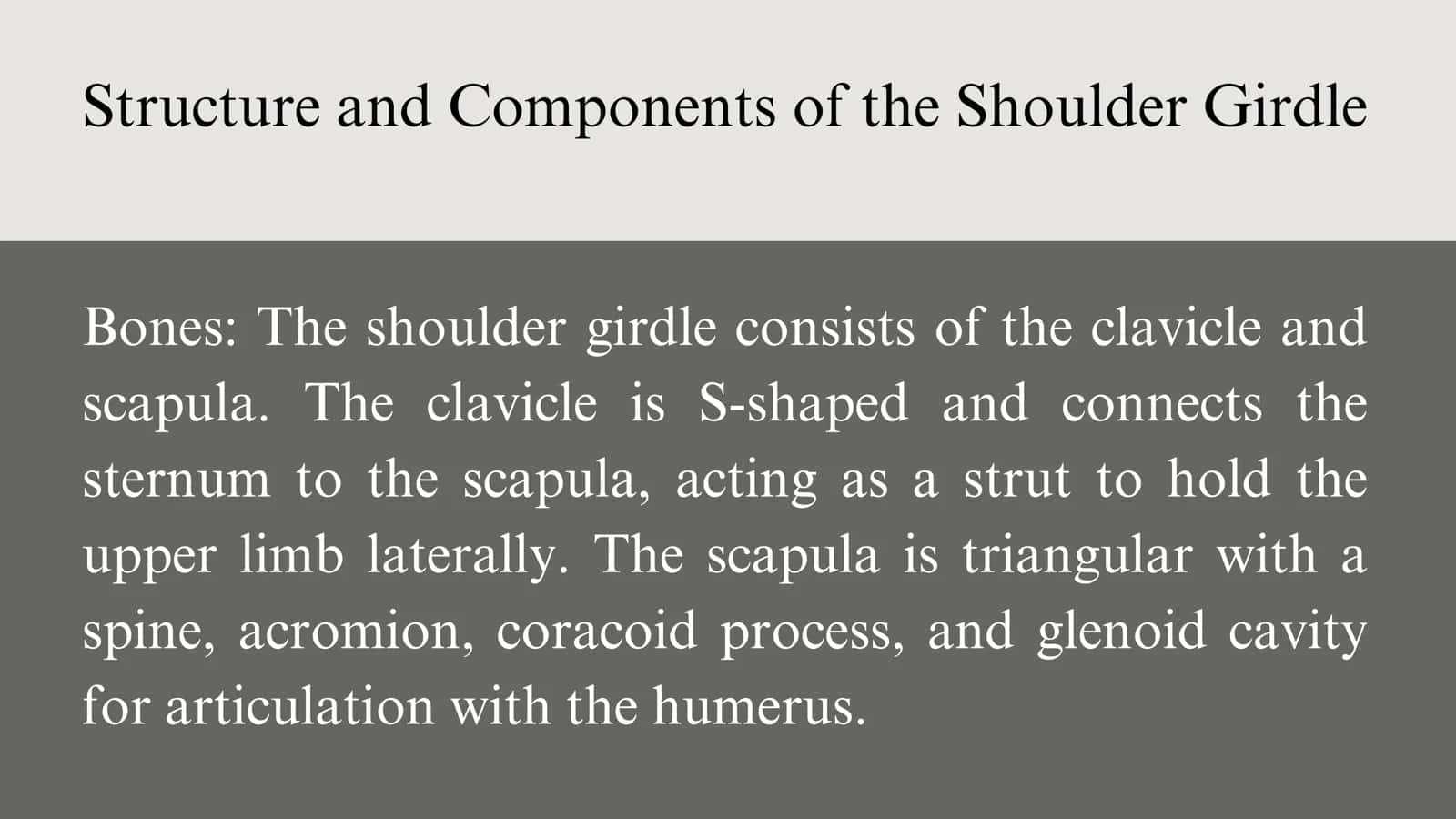 Bones of the Shoulder Girdle 3