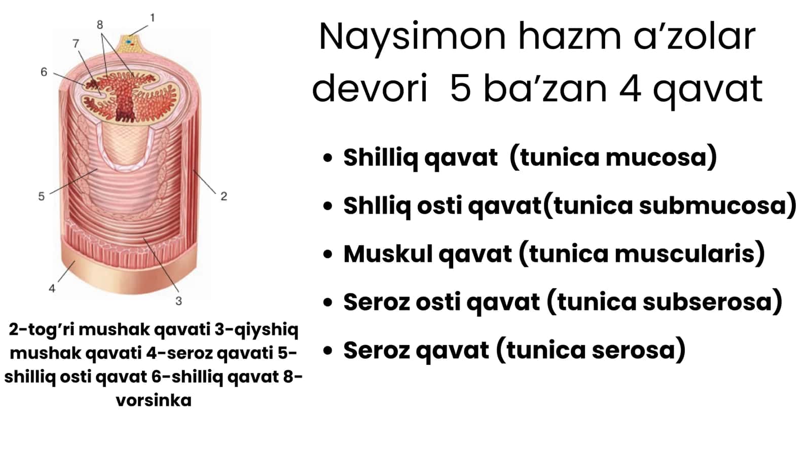 Ovqat hazm qilish anatomiyasi 3