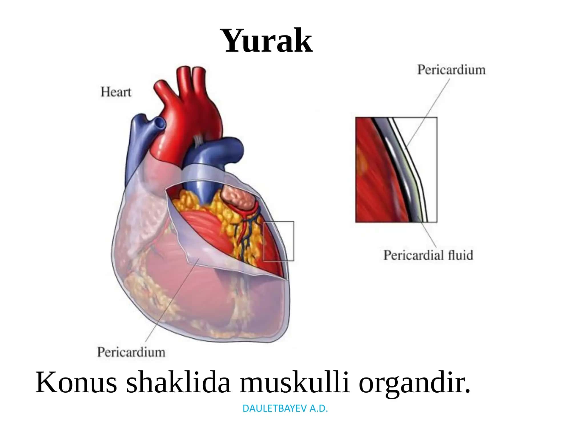 Yurak- qon tomirlar tizimi 3