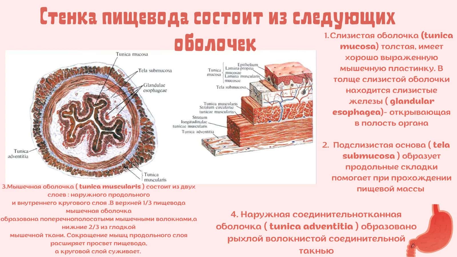 Пищевод и Желудок 3