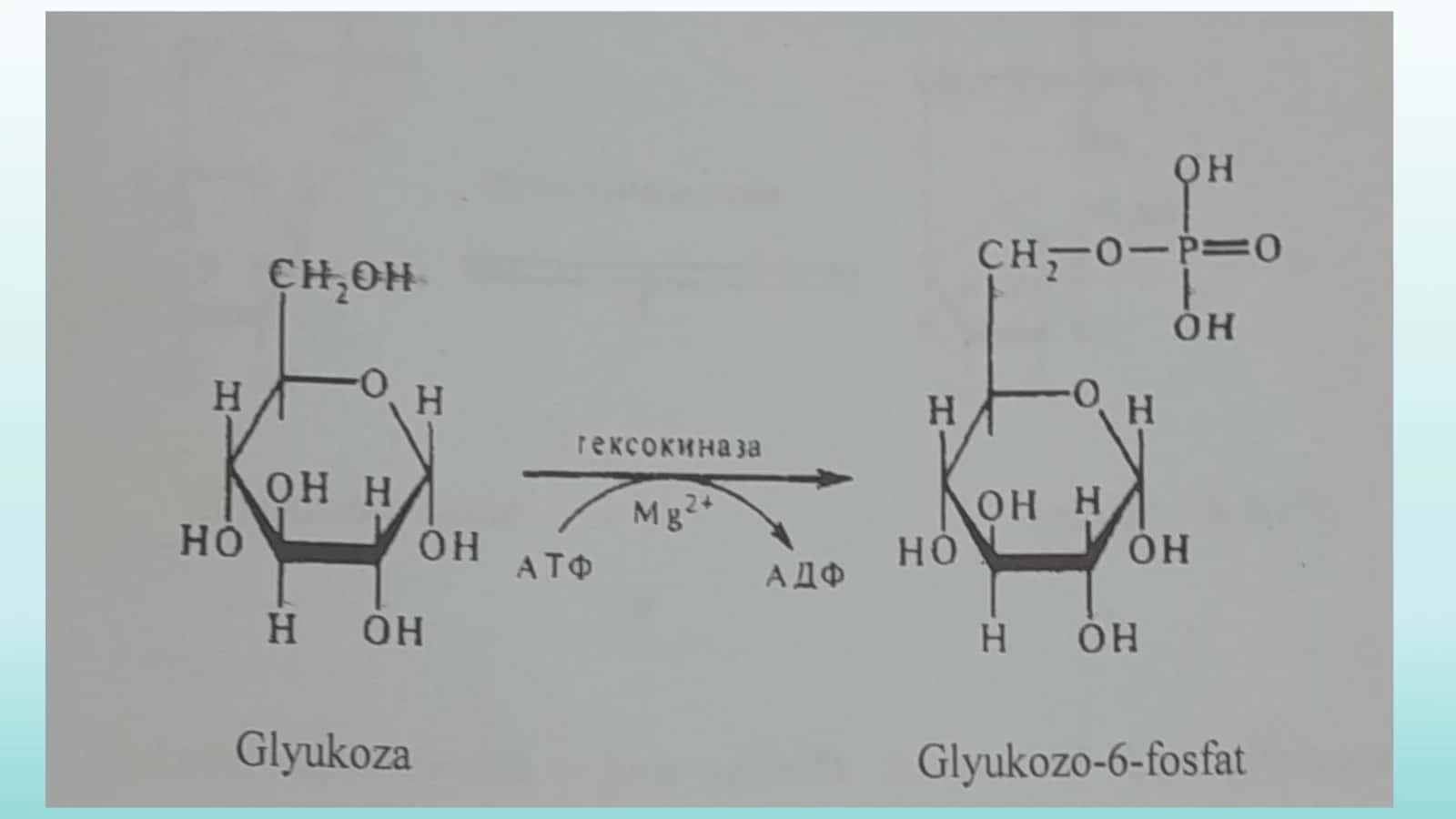 Glikolizning hujayra metobolizmidagi o’rni 3