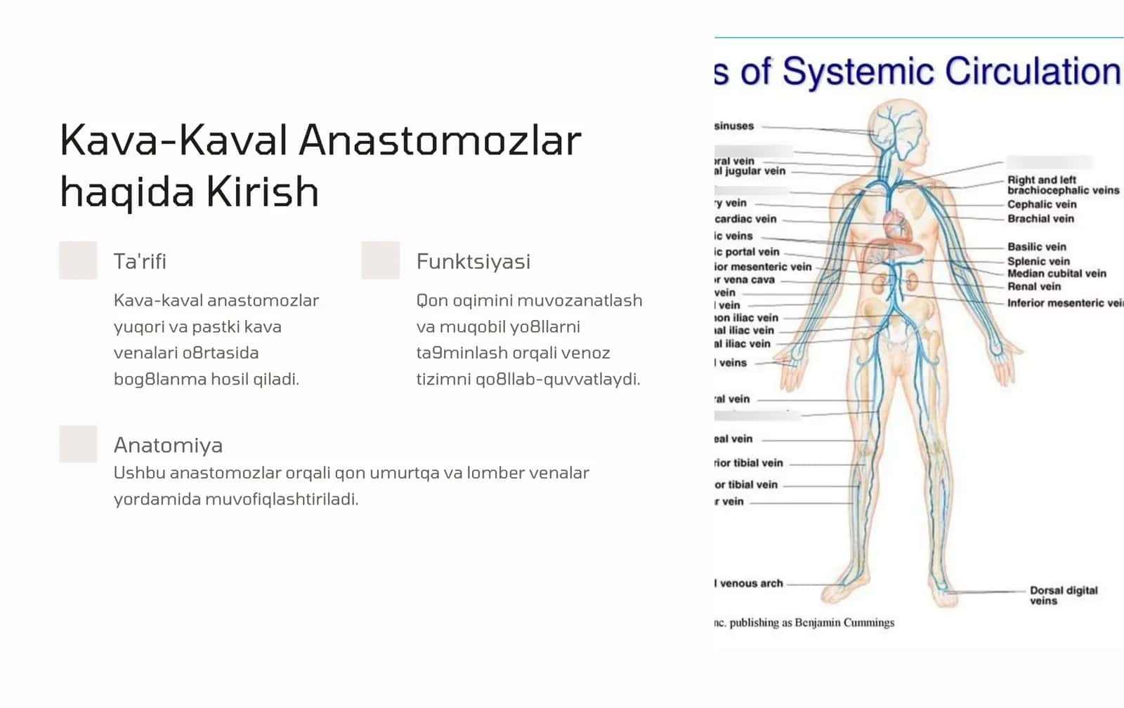 Kava-Kaval Anastomozlar 3
