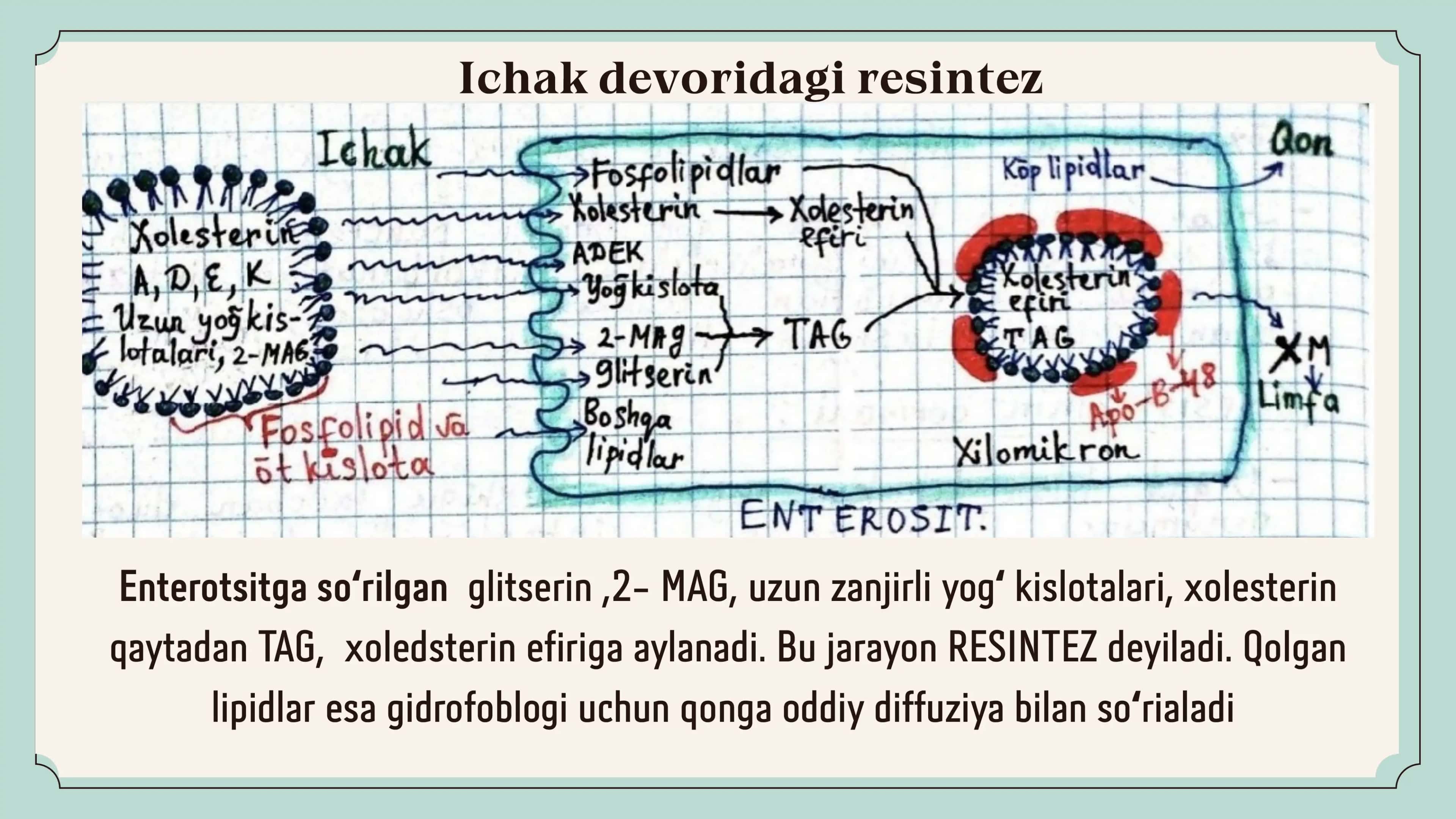 Dislipoprotein turlari 3