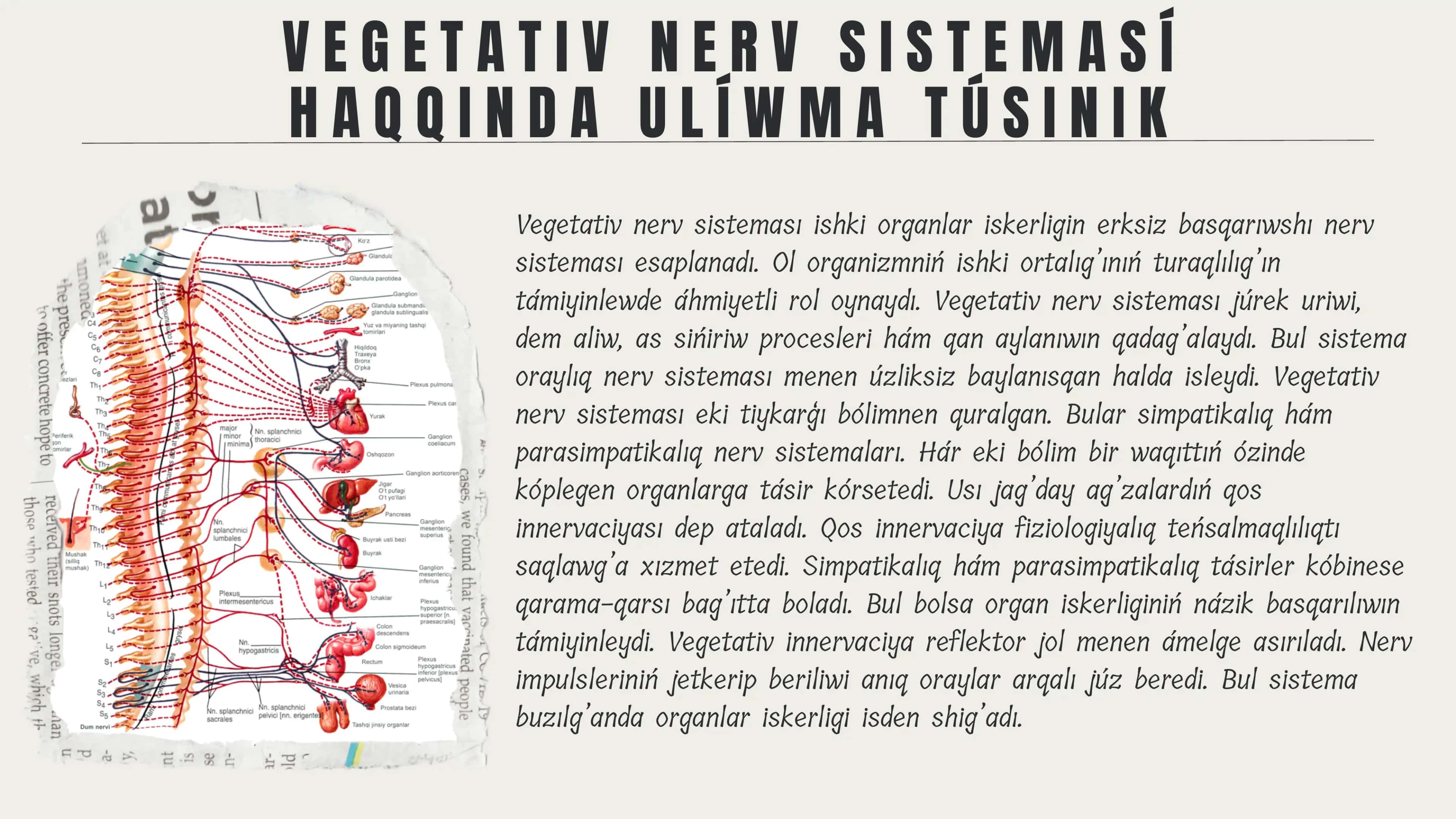 Vegetativ nerv sisteması 3