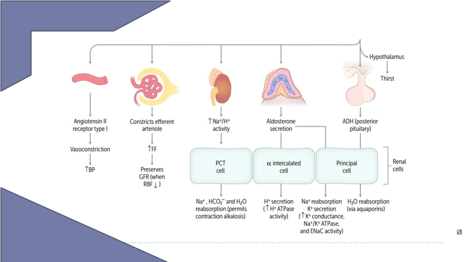 LESSON 23 Renal tubular defects 3