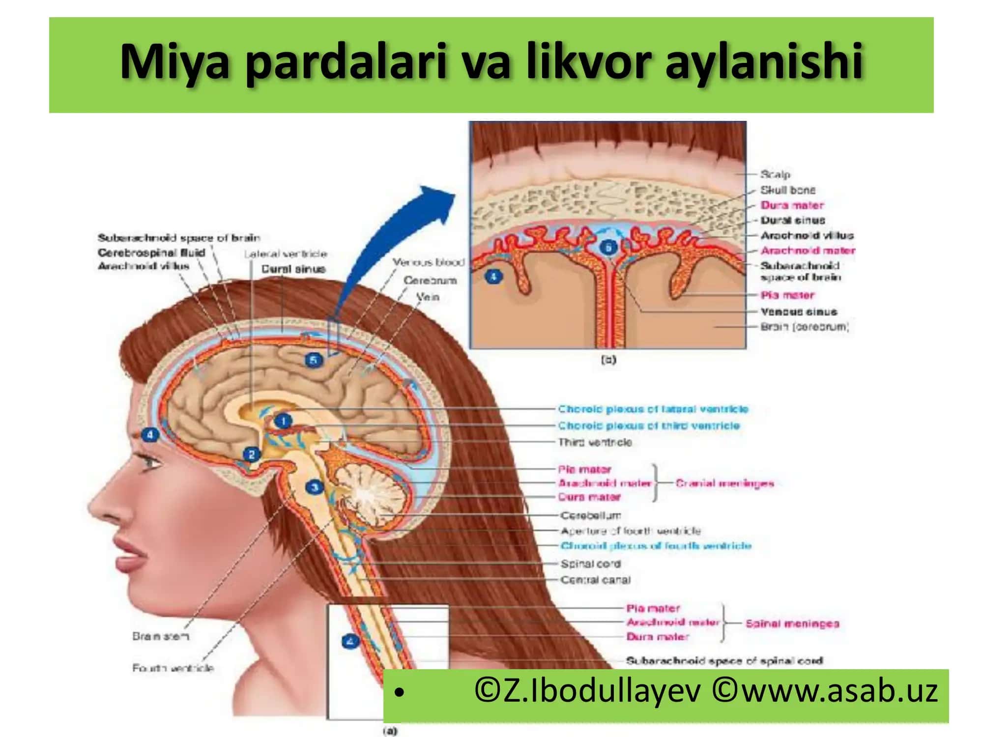 MIYA PARDALARI. LIKVOR. MENINGIT. LEPTOMENINGIT. XORIOEPENDIMATIT 3