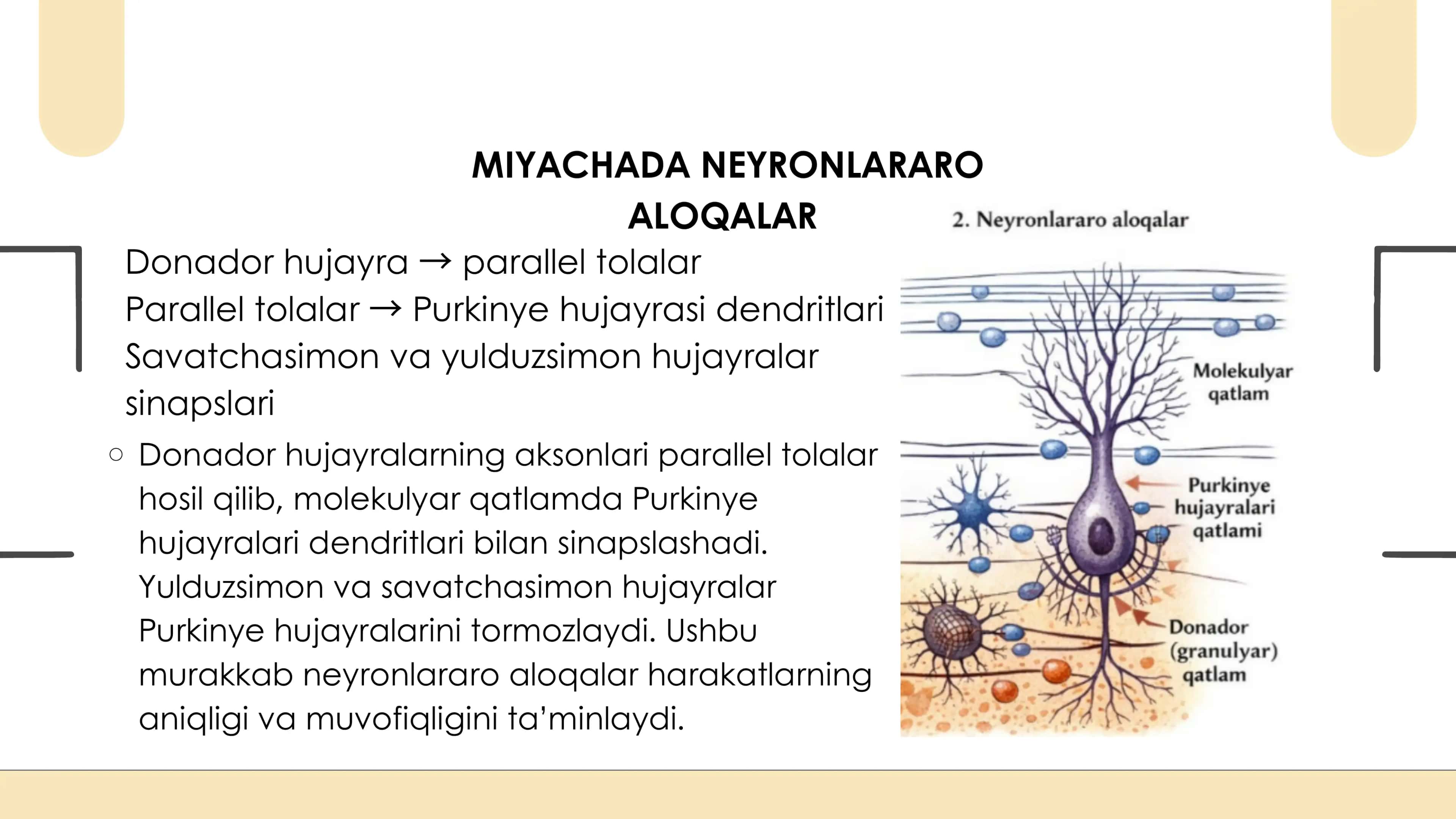 MIYACHADA NEYRONLARARO ALOQALAR 3