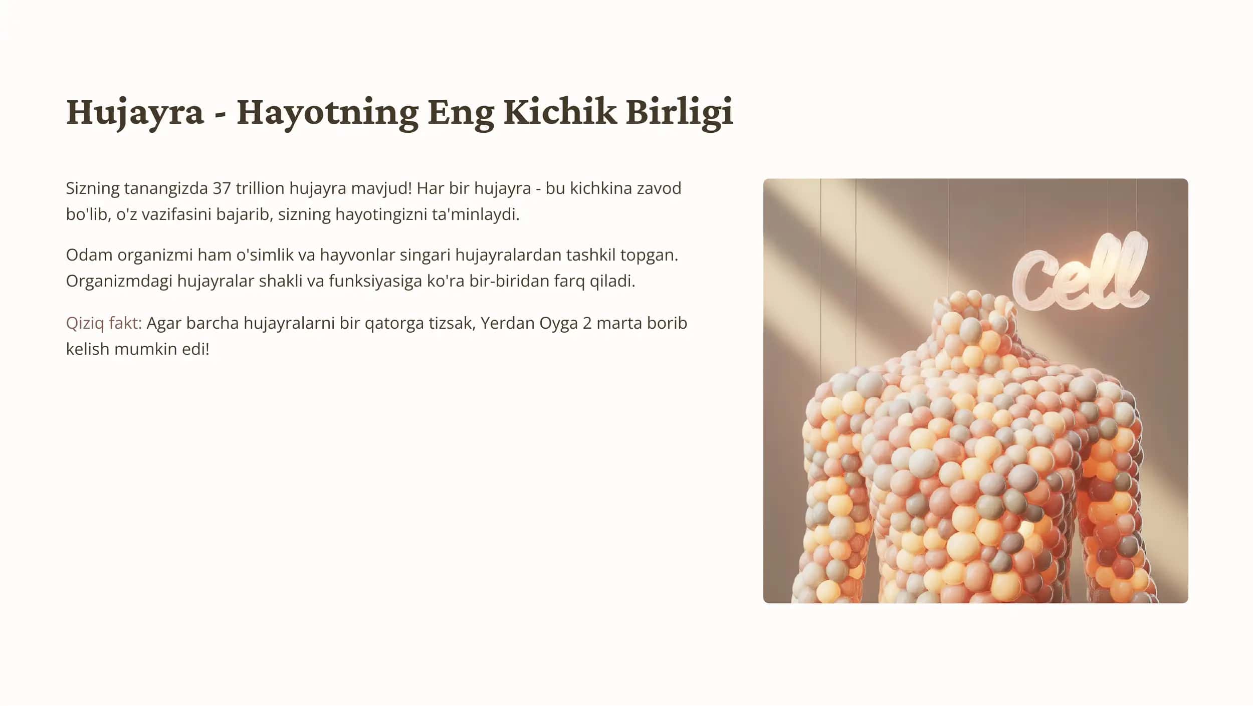 Odam Organizmi Hujayralar Xilma-xilligi 3