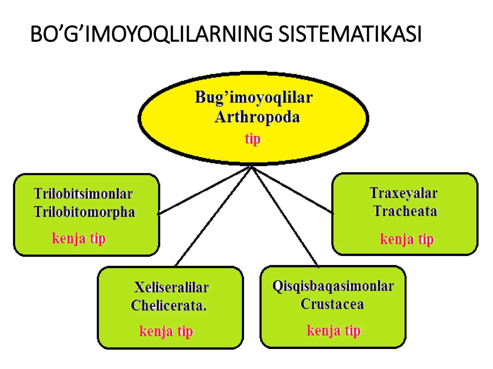 Bo’g’imoyoqlilar tipi 3