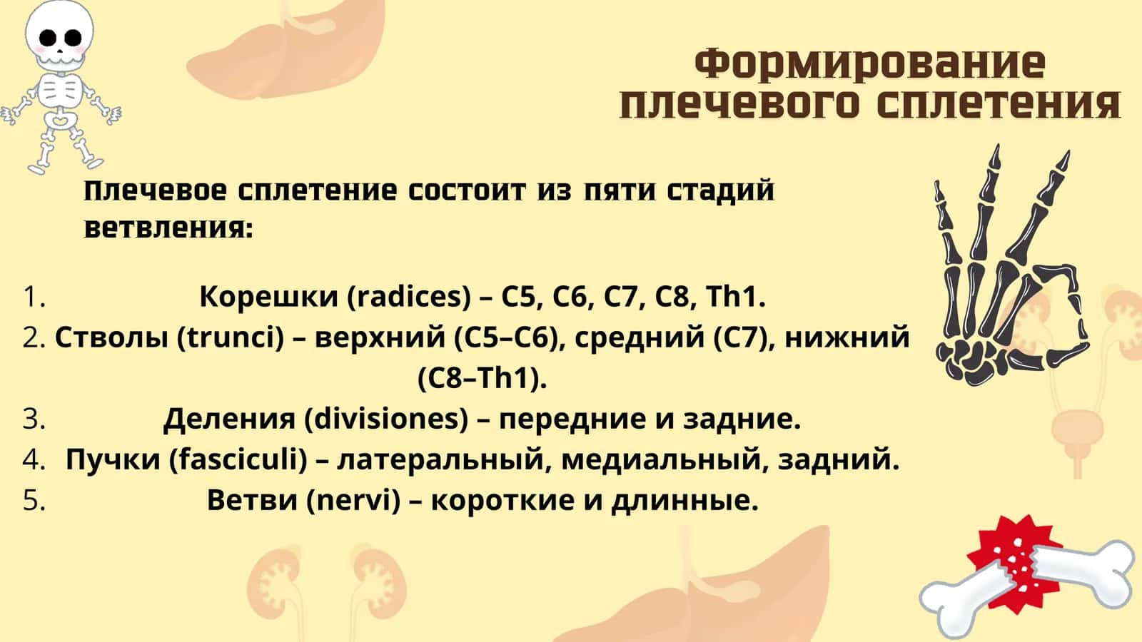 Формирование плечевого строения 3