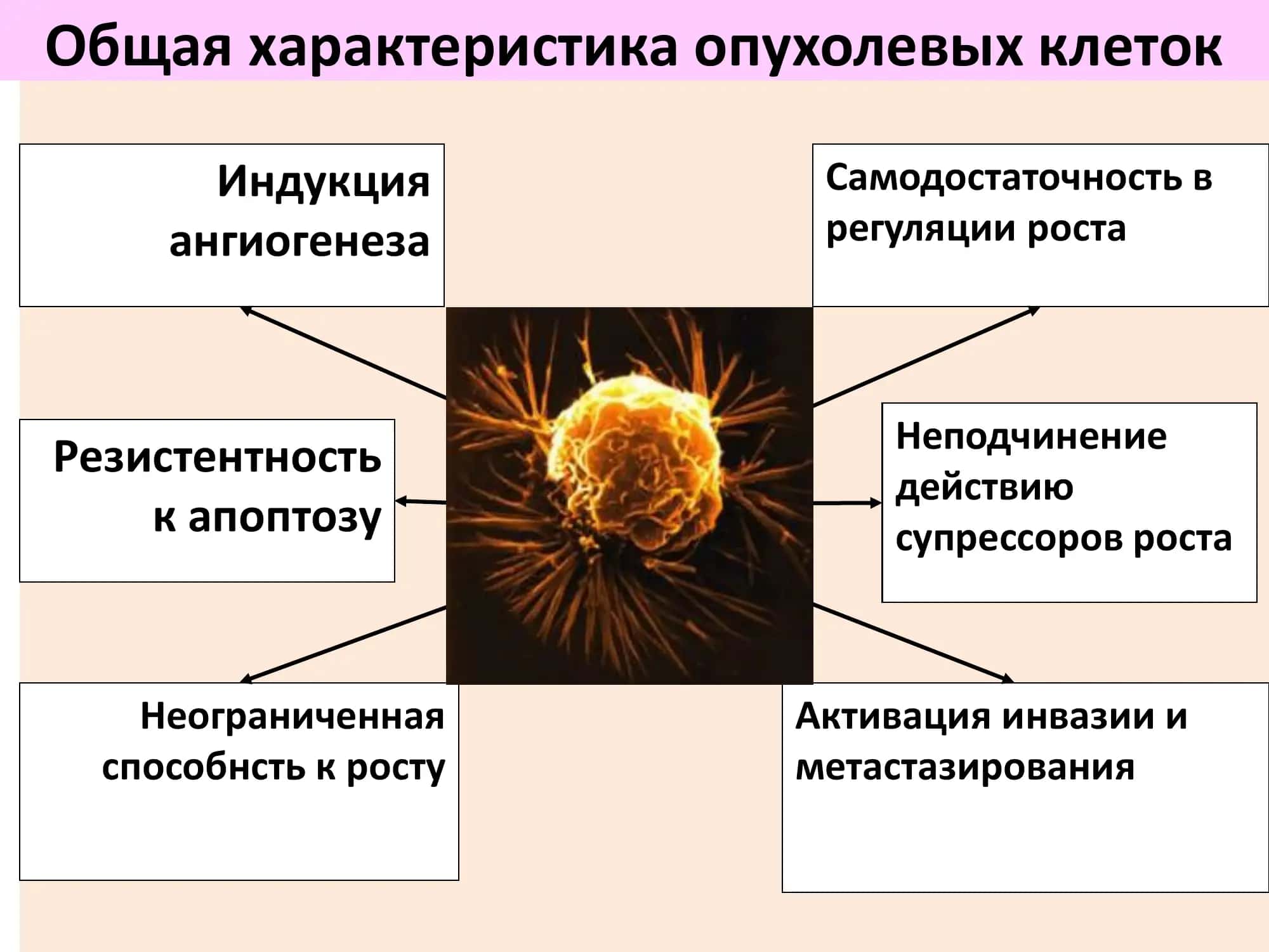 БИОХИМИЧЕСКИЕ ОСНОВЫ КАНЦЕРОГЕНЕЗА 3